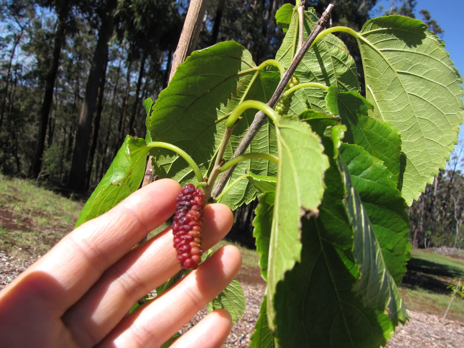 Mulberry (Morus Alba) — A deciduous species reaching up to 30-50 feet tall and spreading 30-40 feet wide; offering dense shade during the warmer months