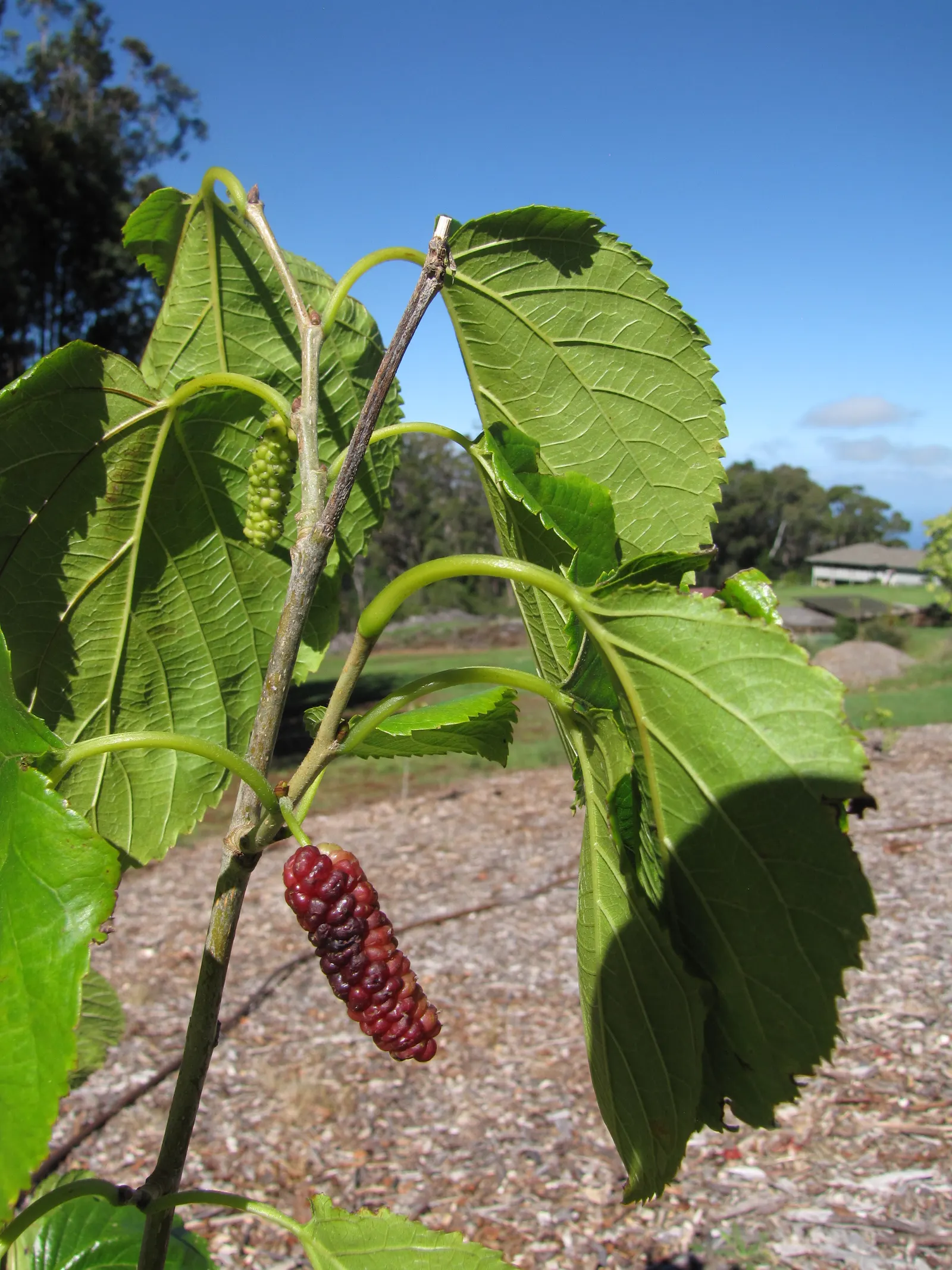 Mulberry (Morus Alba) — it offers both shade and aesthetic appeal while requiring minimal maintenance