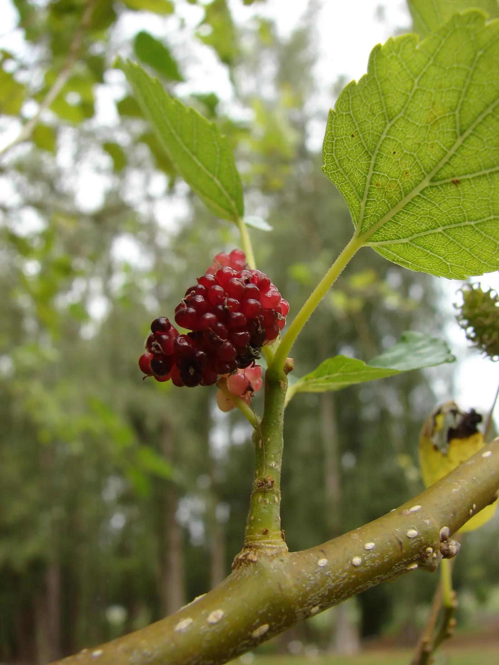 Mulberry (Morus Alba) — which are followed by succulent; ideal for diverse landscape designs