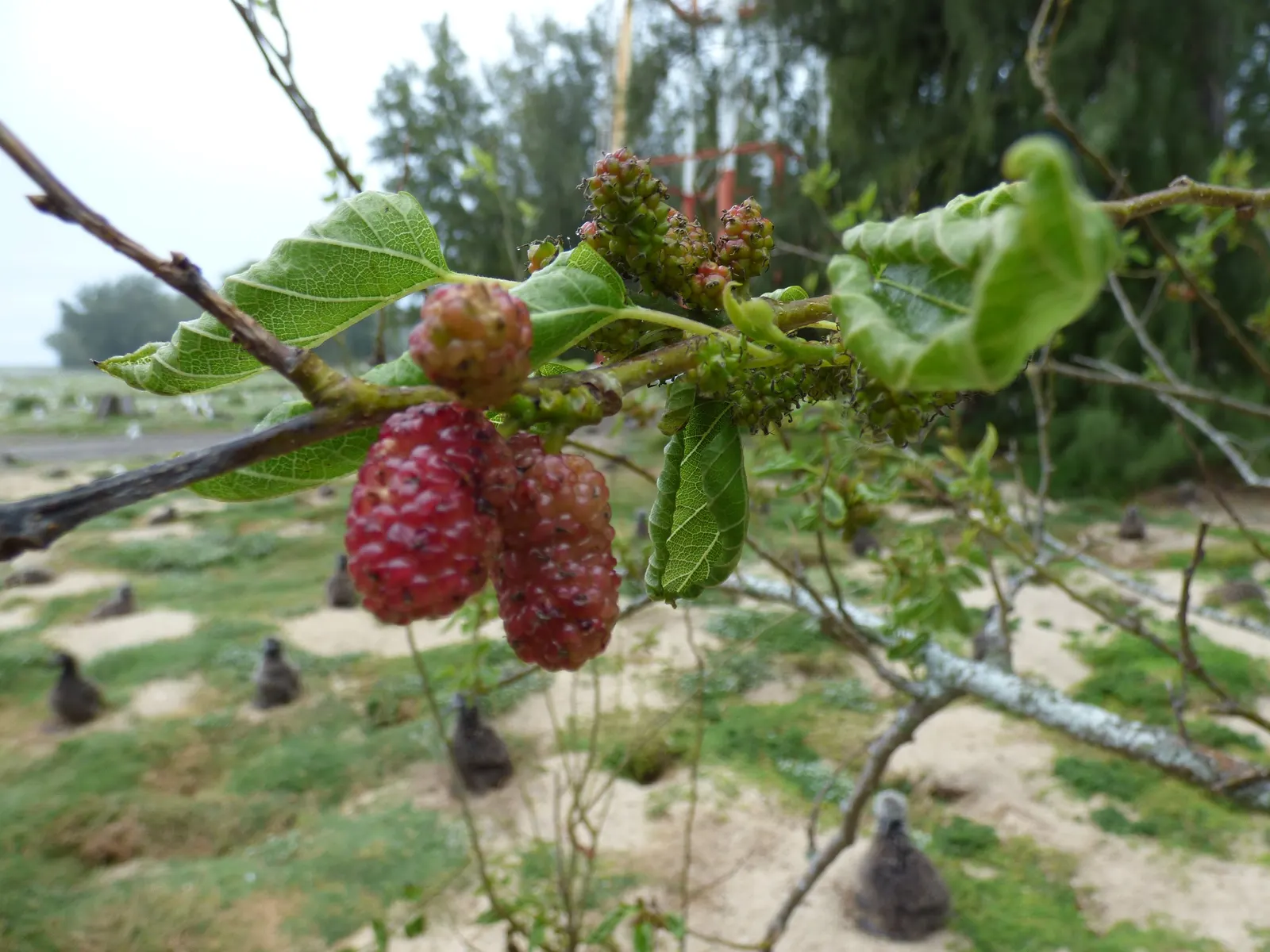 Mulberry (Morus Alba) — making it advisable to plant the tree away from walkways and dining areas.<br><br>For zones 4 through 8; this deciduous tree can become