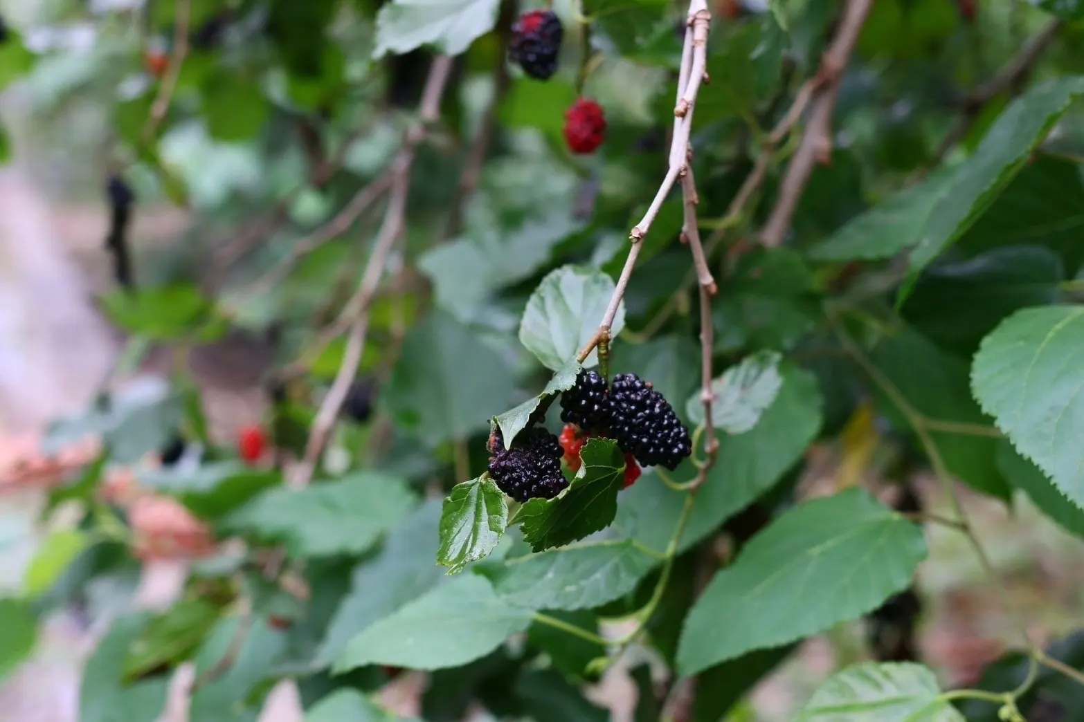 Mulberry (Morus Alba) — are a favorite among birds and can stain pavements; a deciduous species reaching up to 30-50 feet tall and spreading 30-40, image 65