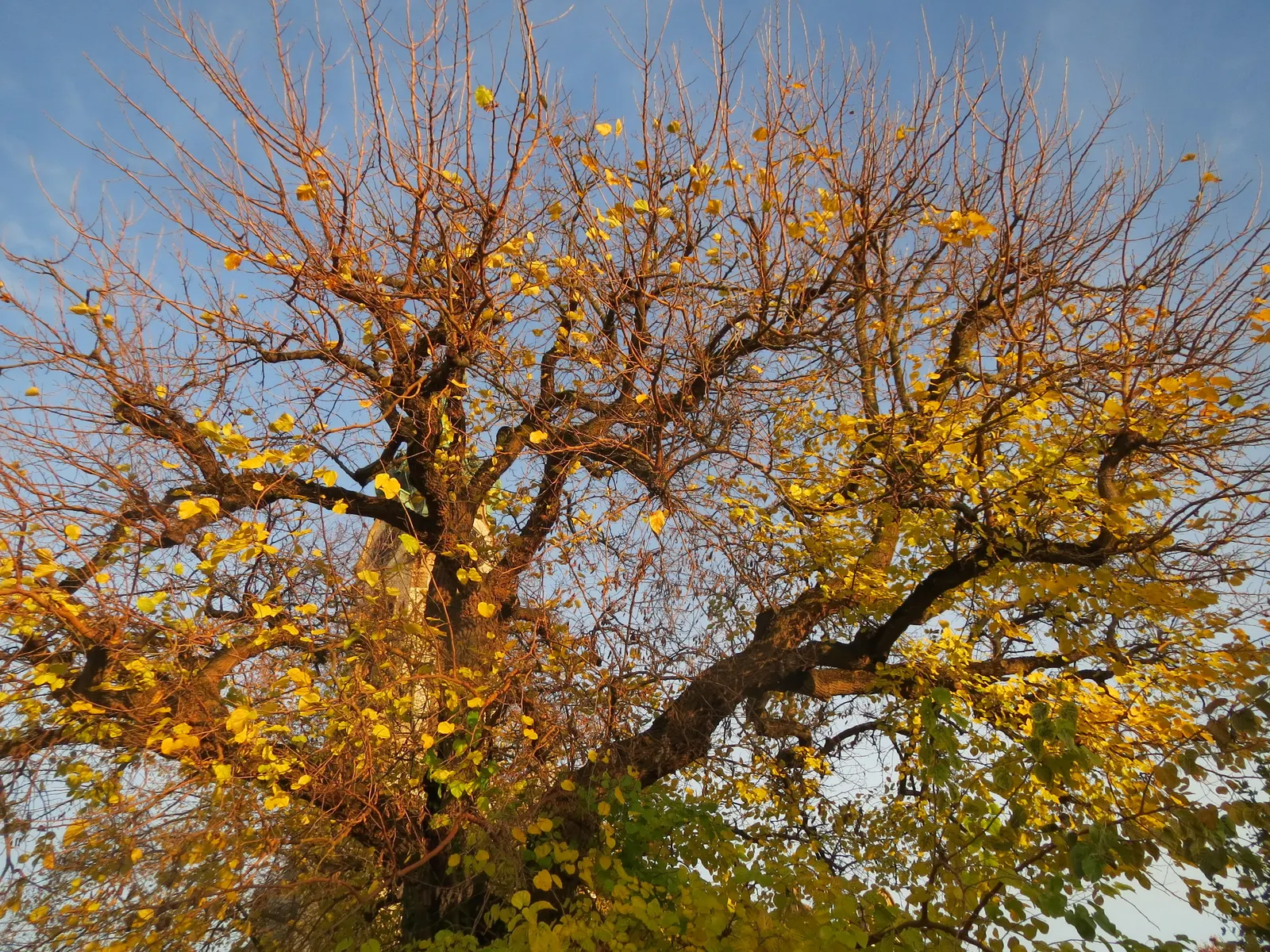 Mulberry (Morus Alba) — making it advisable to plant the tree away from walkways and dining areas.<br><br>For zones 4 through 8; this deciduous, image 91