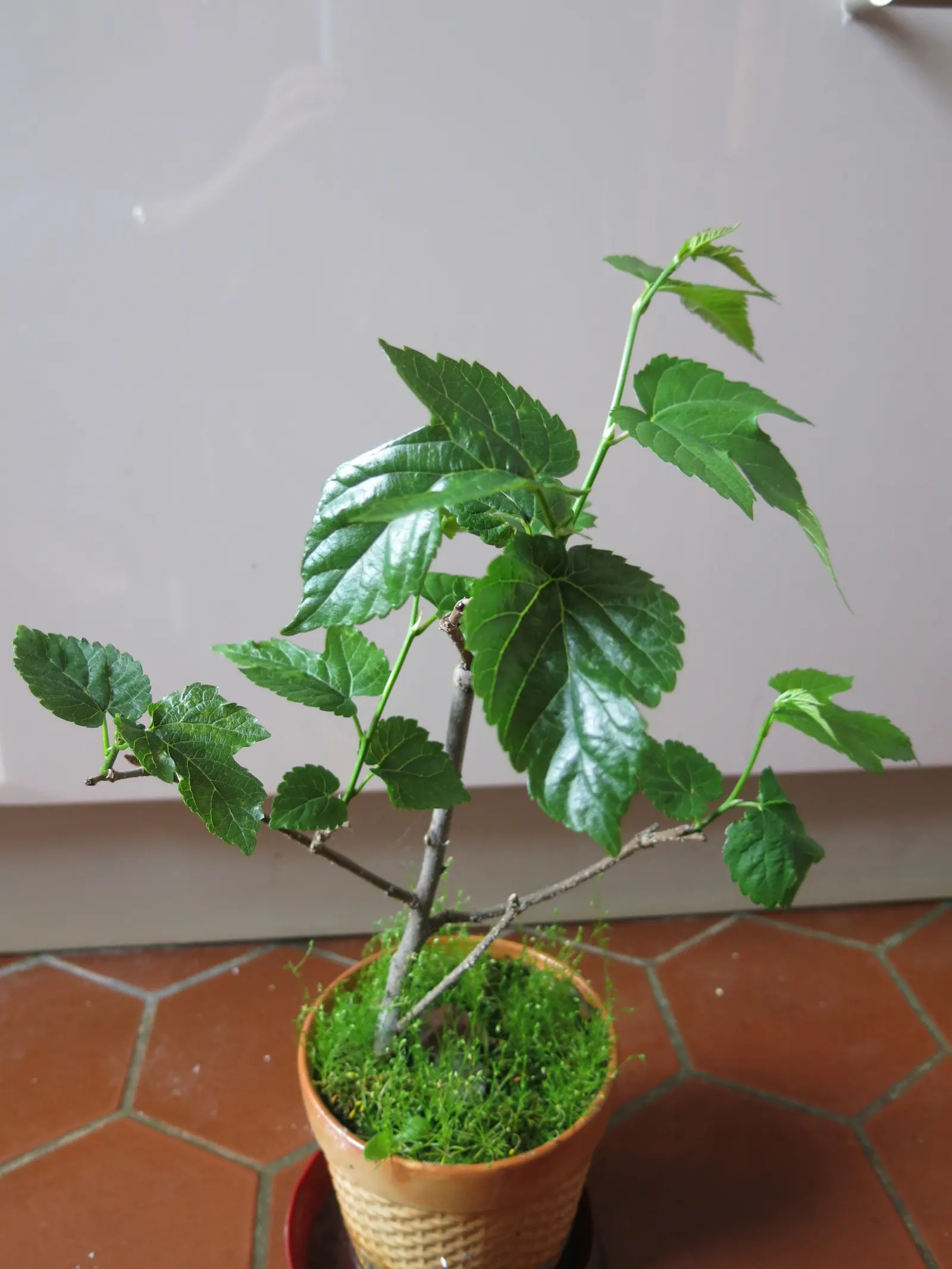 Mulberry (Morus Alba) — A deciduous species reaching up to 30-50 feet tall and spreading 30-40 feet wide; offering dense shade during the warmer, image 52