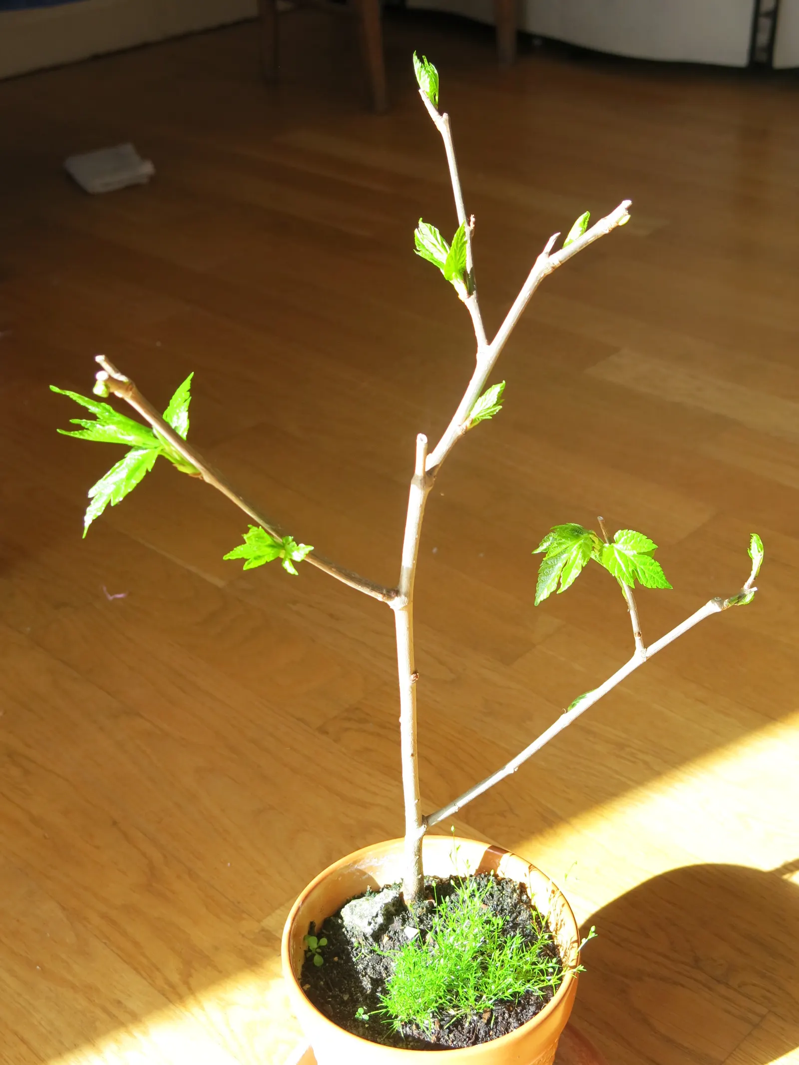 Mulberry (Morus Alba) — It boasts broad leaves and produces small, edible berries