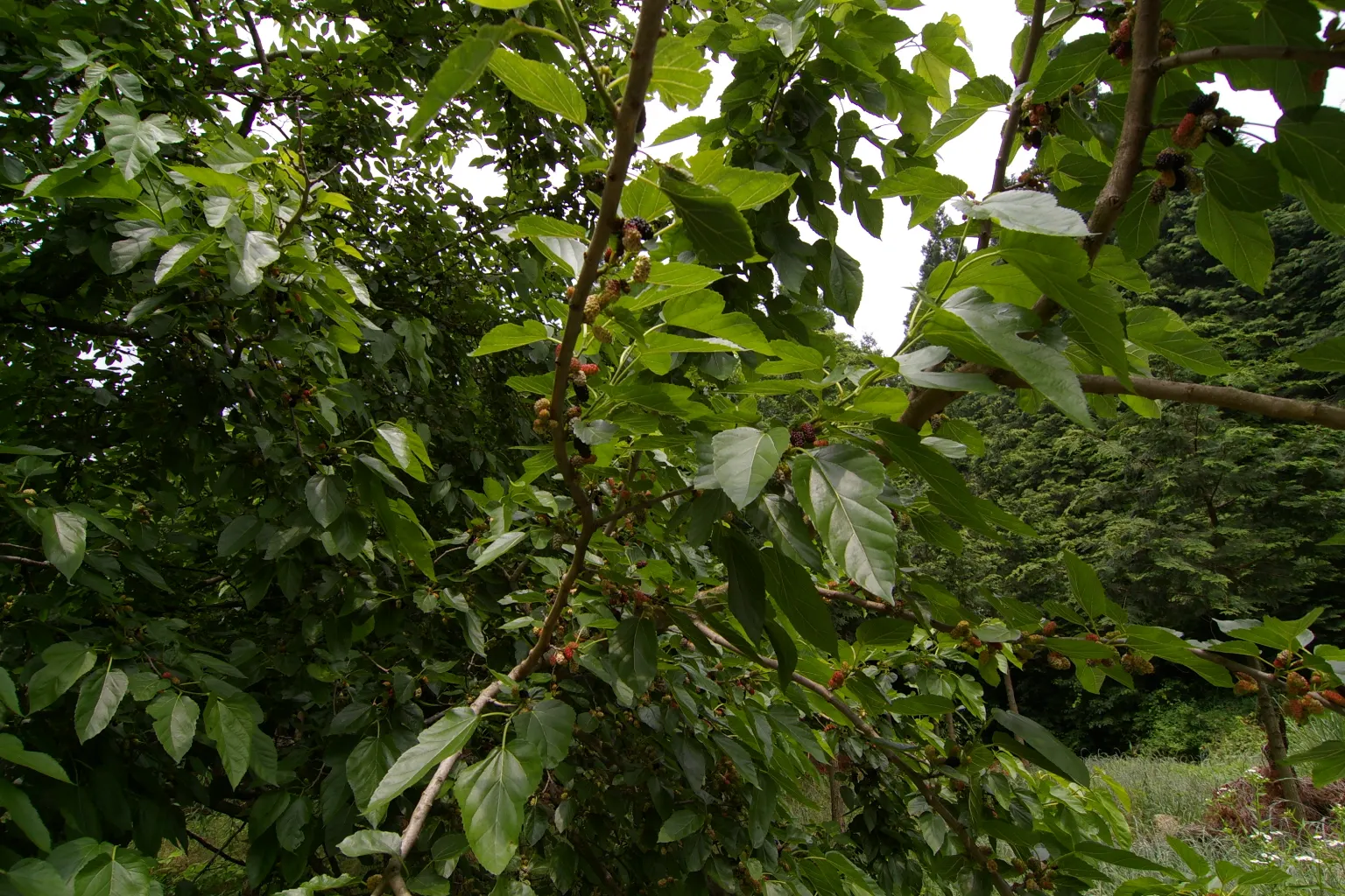 Mulberry (Morus Alba) — allowing ample space for its mature spread; the Mulberry tree, Morus alba, valued for its lush foliage and sweet fruit, image 97