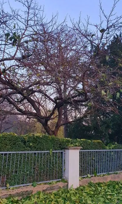 Mulberry (Morus Alba) — A deciduous species reaching up to 30-50 feet tall and spreading 30-40 feet wide; offering dense shade during the warmer, image 77