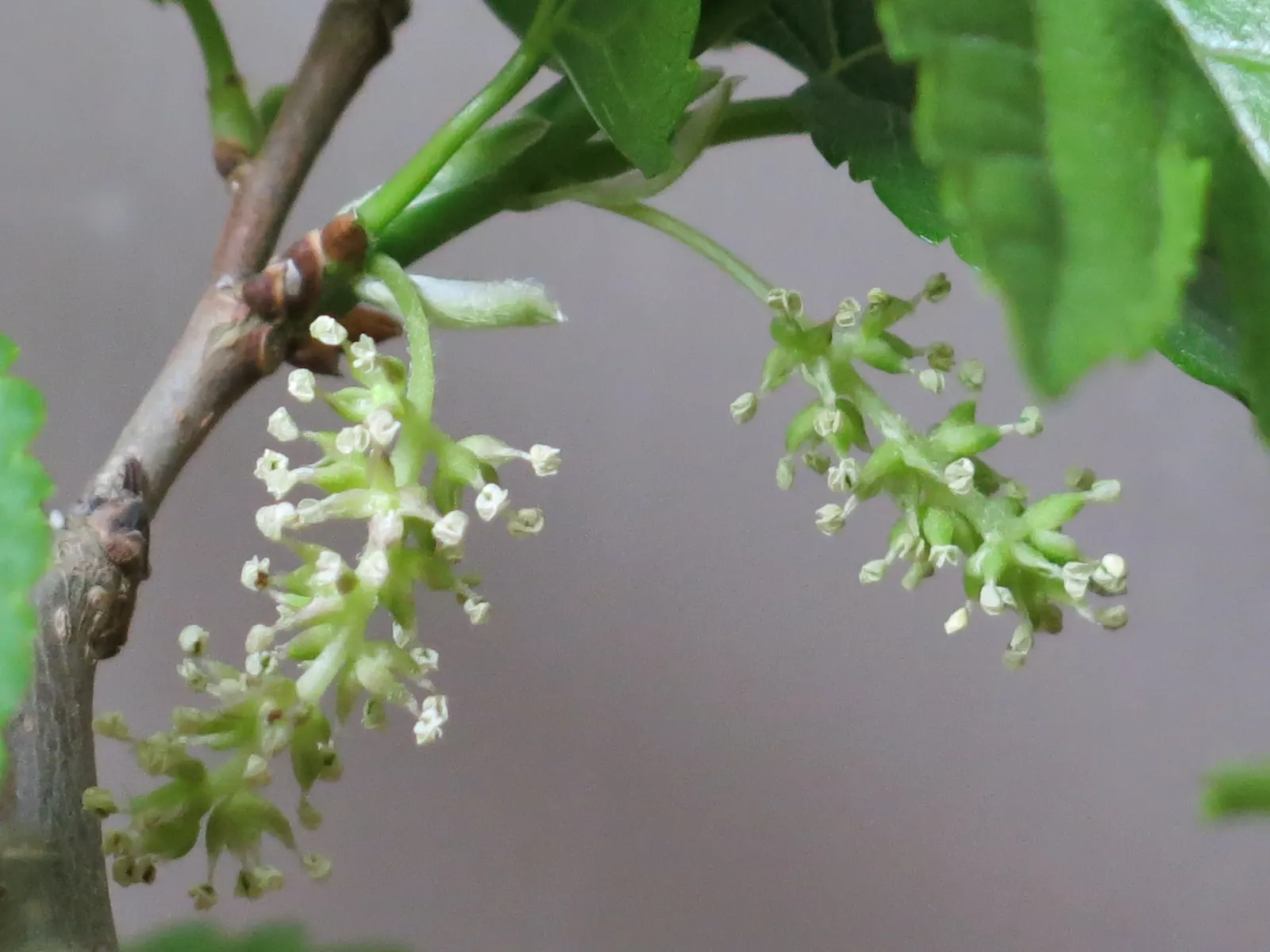 Mulberry (Morus Alba) — offering dense shade during the warmer months; tree with green and yellow blooms, image 61