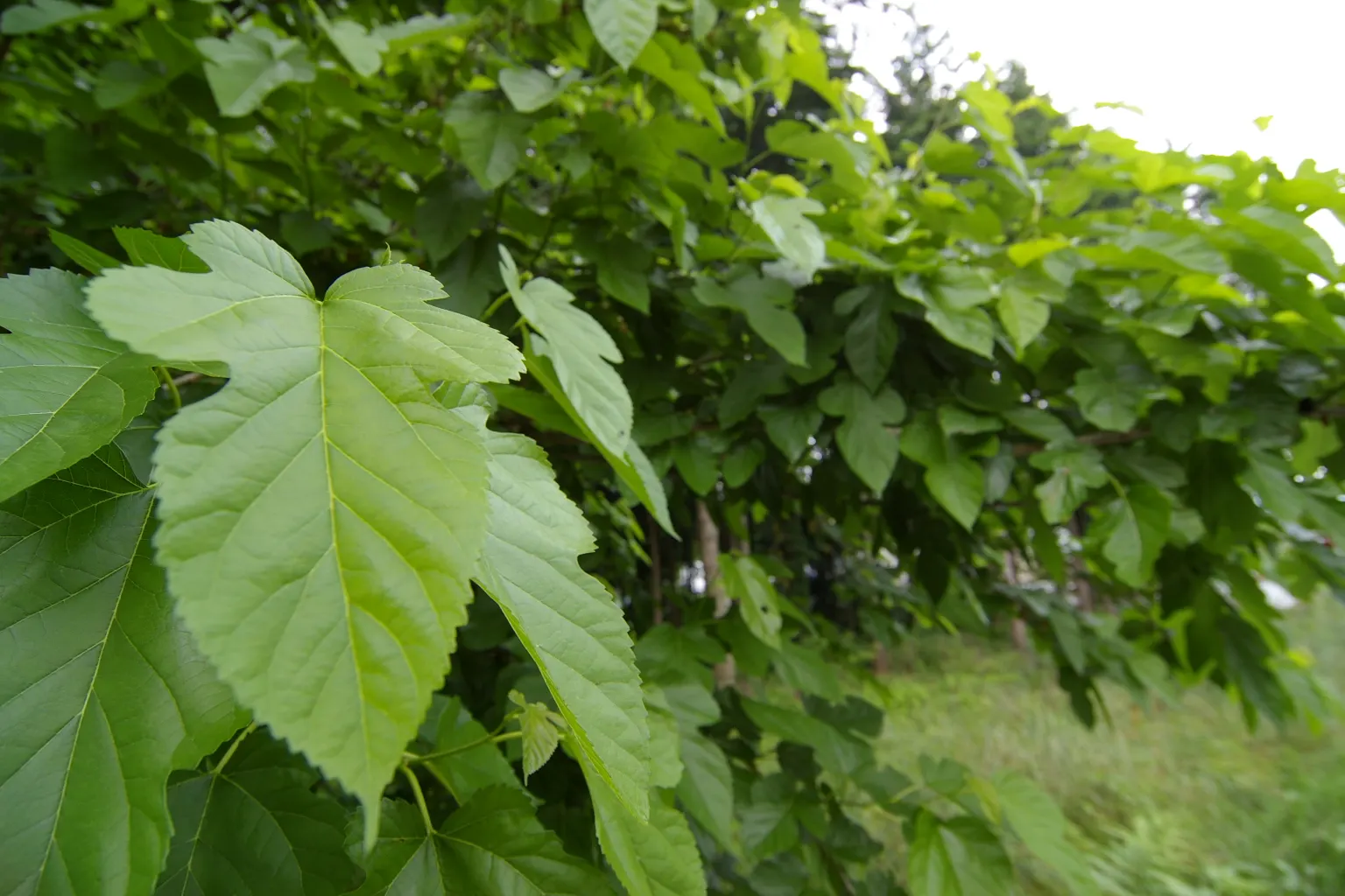 Mulberry (Morus Alba) — scientifically known as Morus alba; the Morus alba serves as an excellent shade tree and is often used in public parks and, image 107