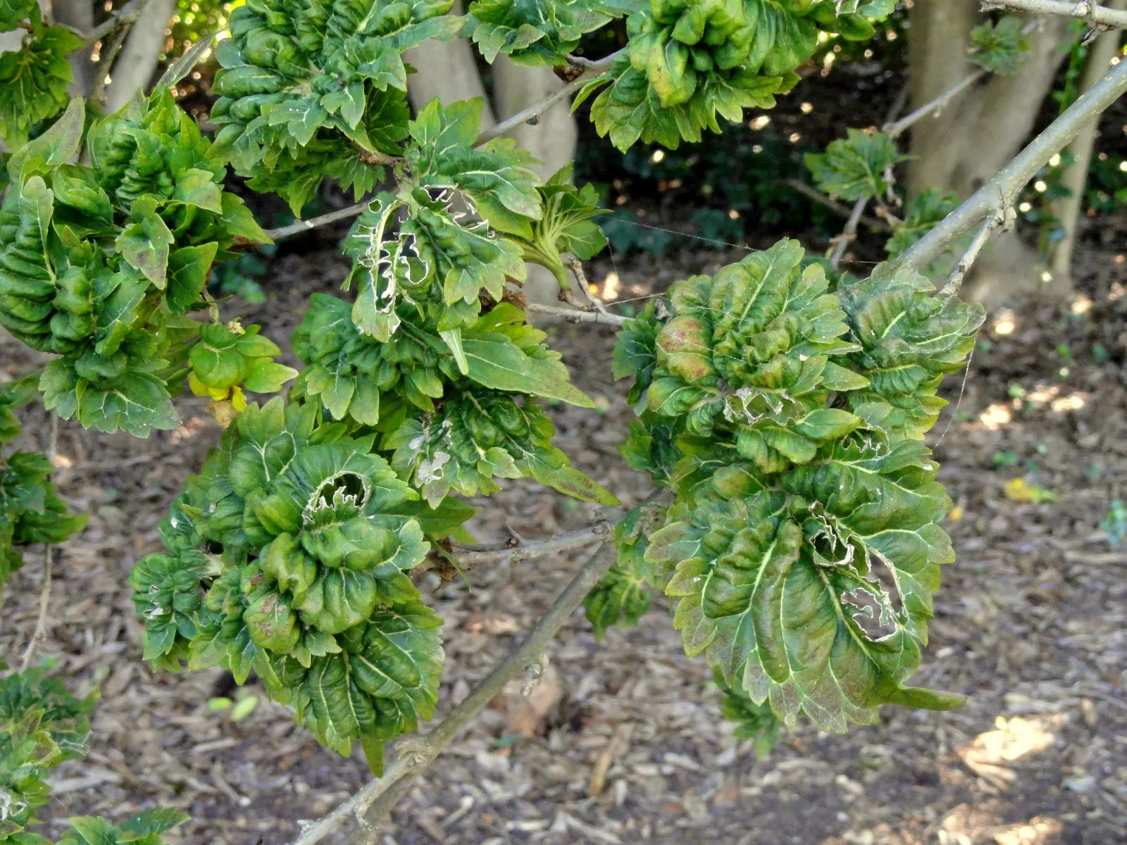 Mulberry (Morus Alba) — offers a blend of aesthetic appeal and practical use in the landscape; this robust tree prefers full sun to partial shade, image 108