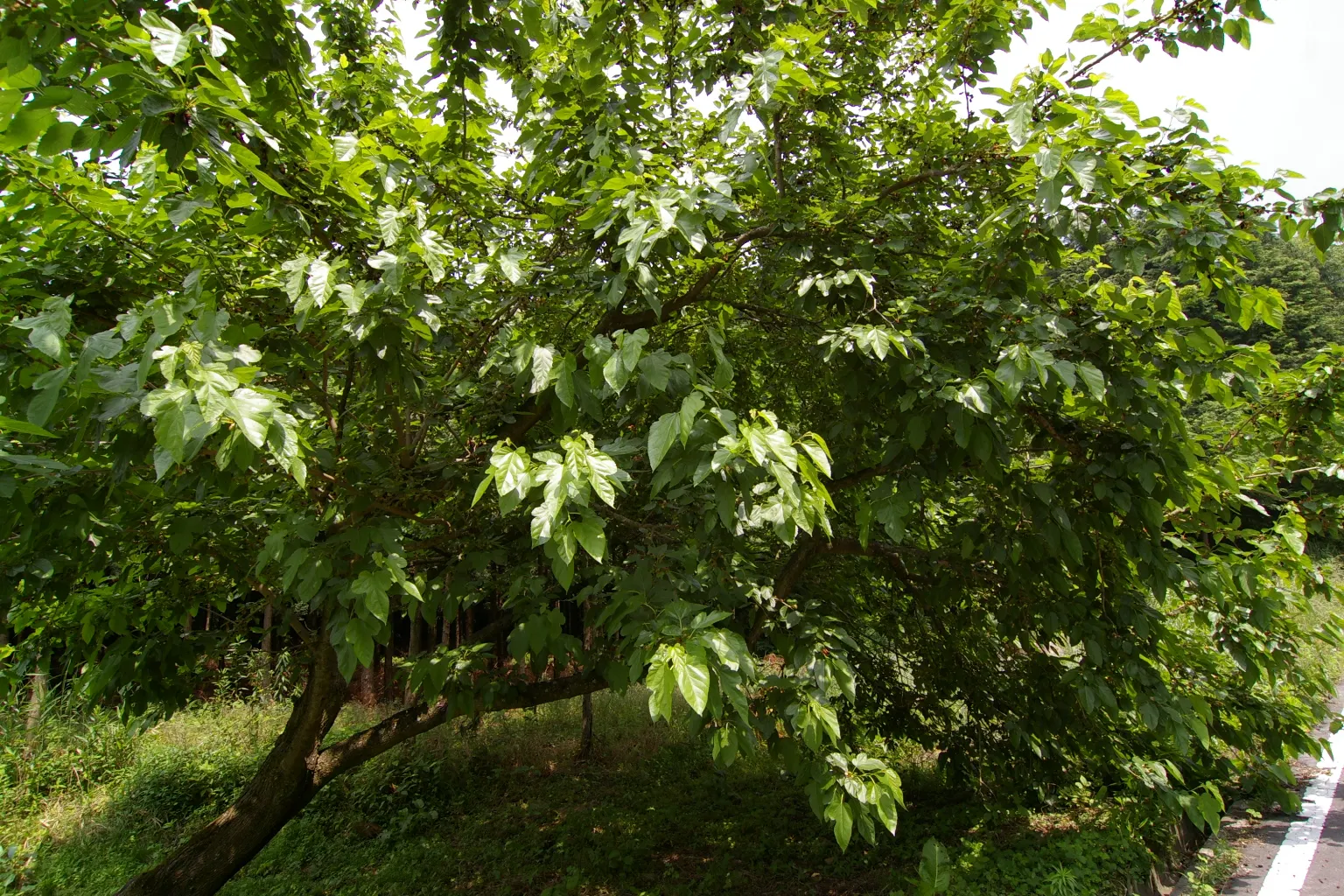 Mulberry (Morus Alba) — making it advisable to plant the tree away from walkways and dining areas.<br><br>For zones 4 through 8; this deciduous, image 116