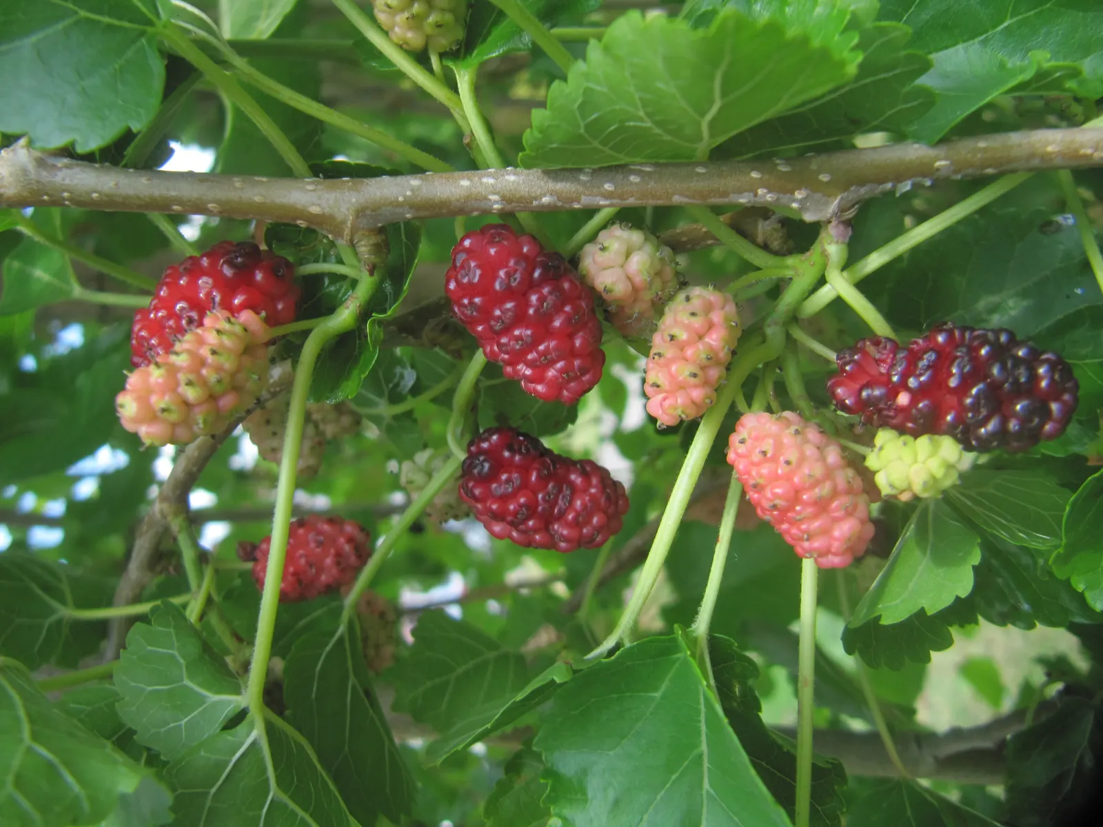 Mulberry (Morus Alba) — ideal for diverse landscape designs