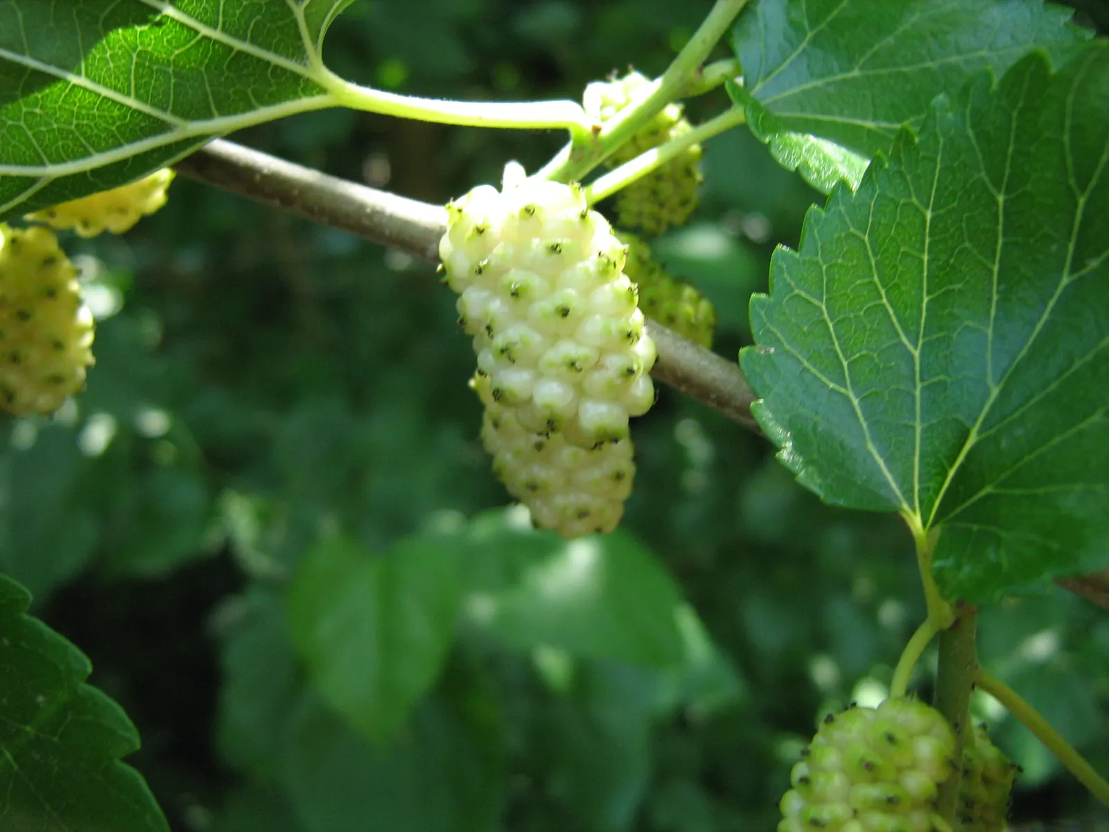 Mulberry (Morus Alba) — are a favorite among birds and can stain pavements
