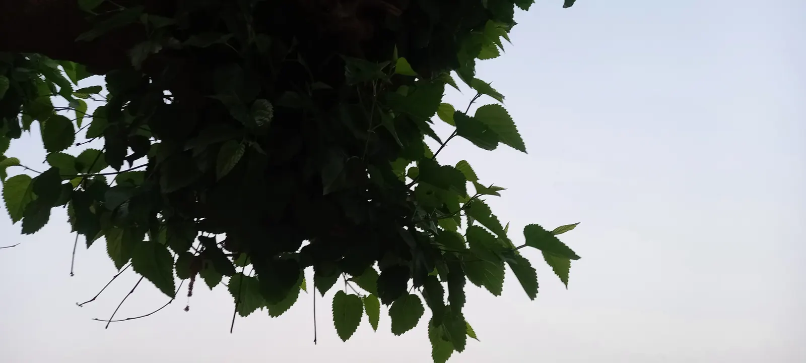 Mulberry (Morus Alba) — offering dense shade during the warmer months; tree with green and yellow blooms