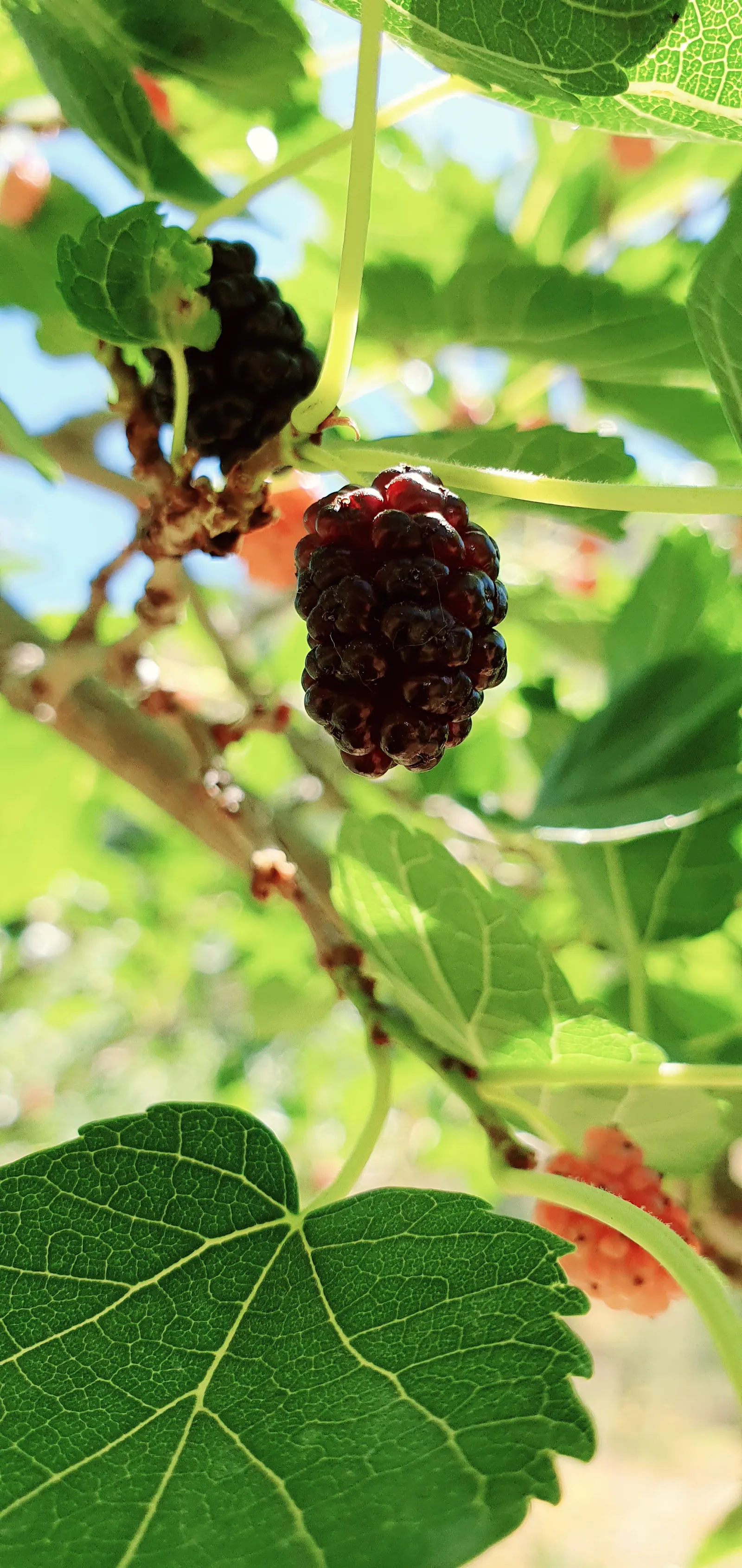 Mulberry (Morus Alba) — requiring minimal pruning once established and is tolerant of drought and poor soil conditions; it offers both shade and, image 69