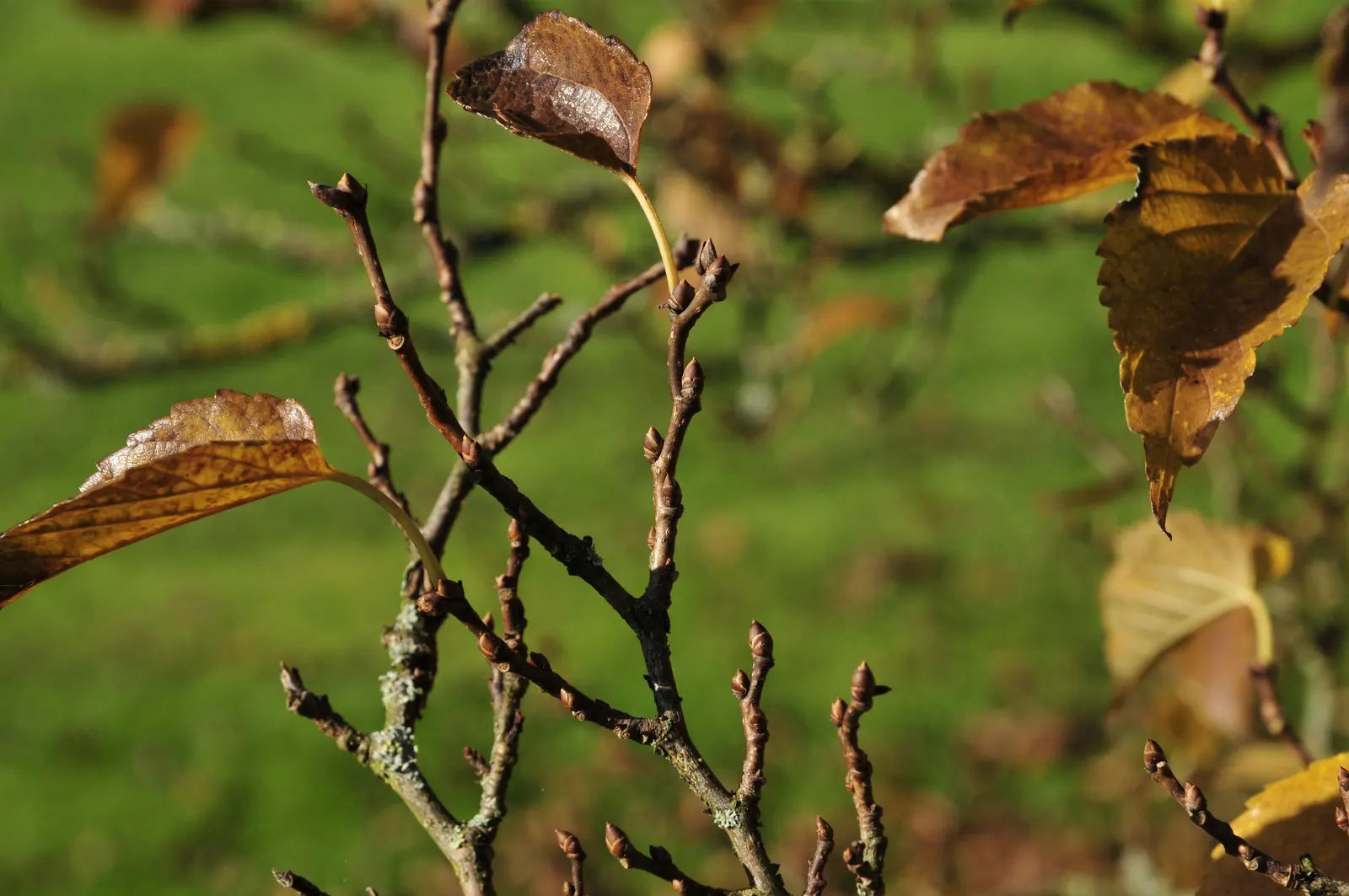 Mulberry (Morus Alba) — allowing ample space for its mature spread; the Mulberry tree, Morus alba, valued for its lush foliage and sweet fruit, image 72