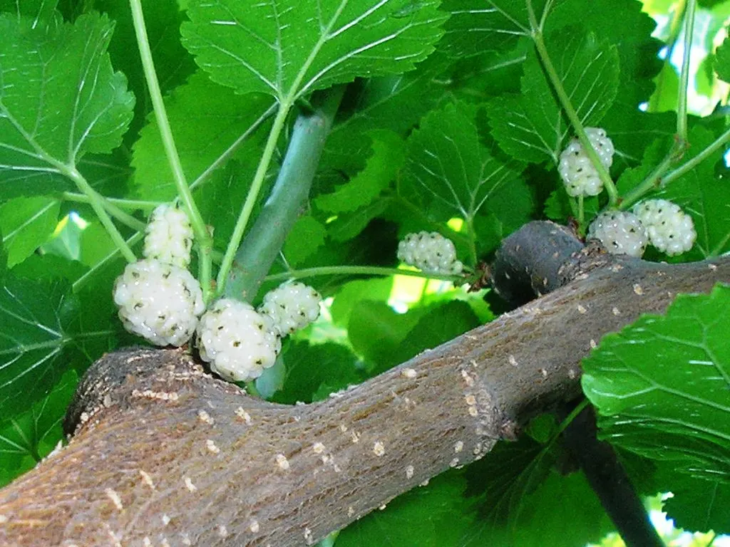Mulberry (Morus Alba) — the Mulberry adapts well to a variety of soil types but prefers a well-drained; making it advisable to plant the tree away from