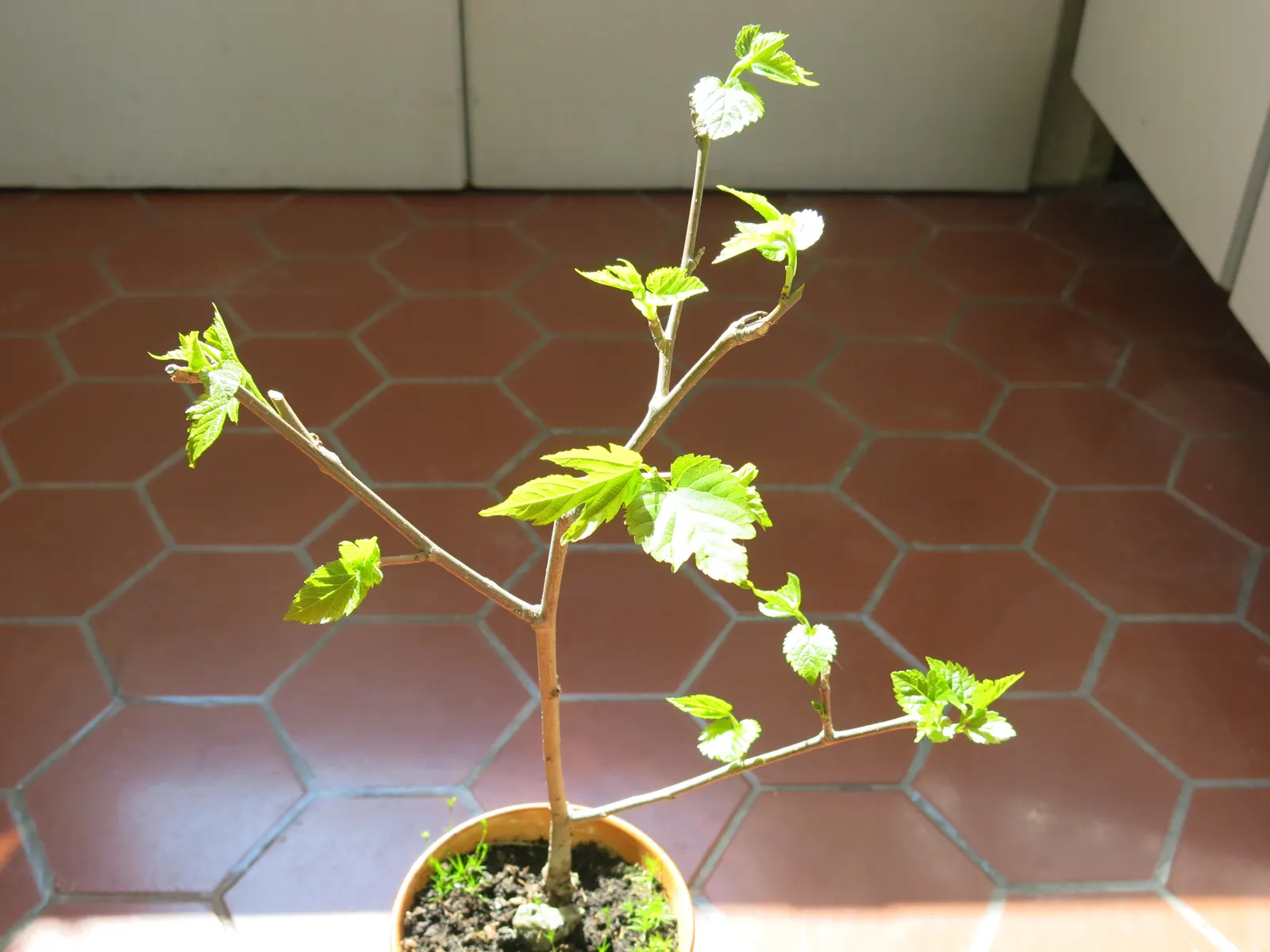 Mulberry (Morus Alba) — This hardy species is relatively low maintenance; green and yellow flowers in the garden, image 68
