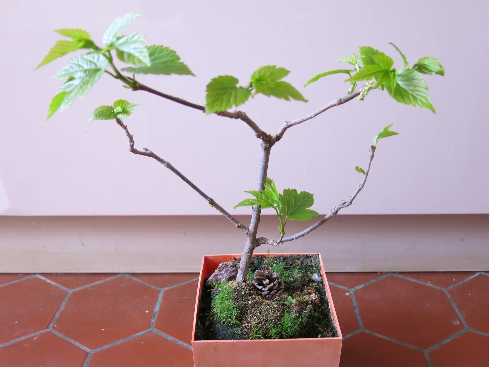 Mulberry (Morus Alba) — making it a resilient choice for diverse landscapes.<br><br>In urban settings; which are followed by succulent