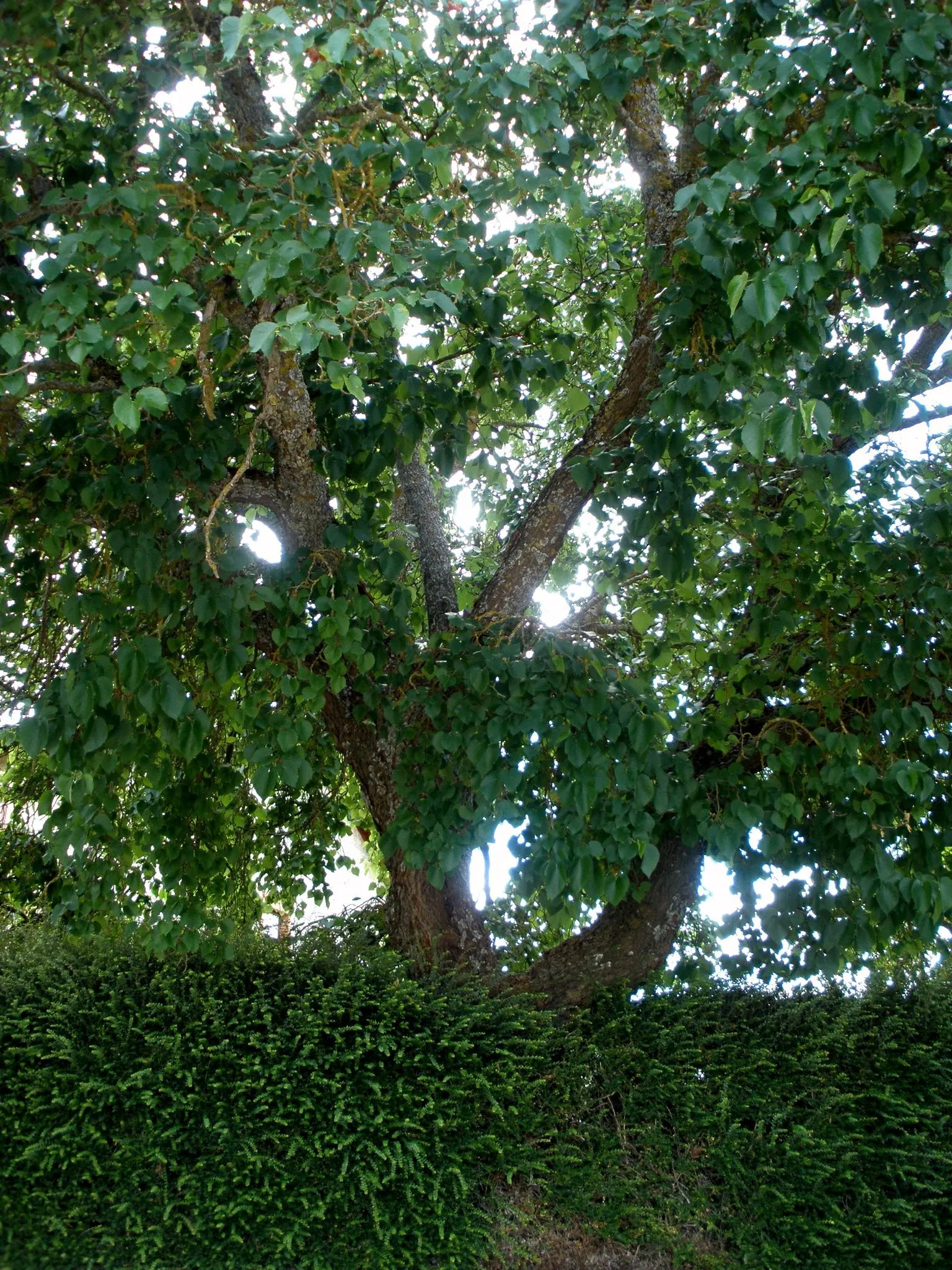 Mulberry (Morus Alba) — green and yellow flowers in the garden