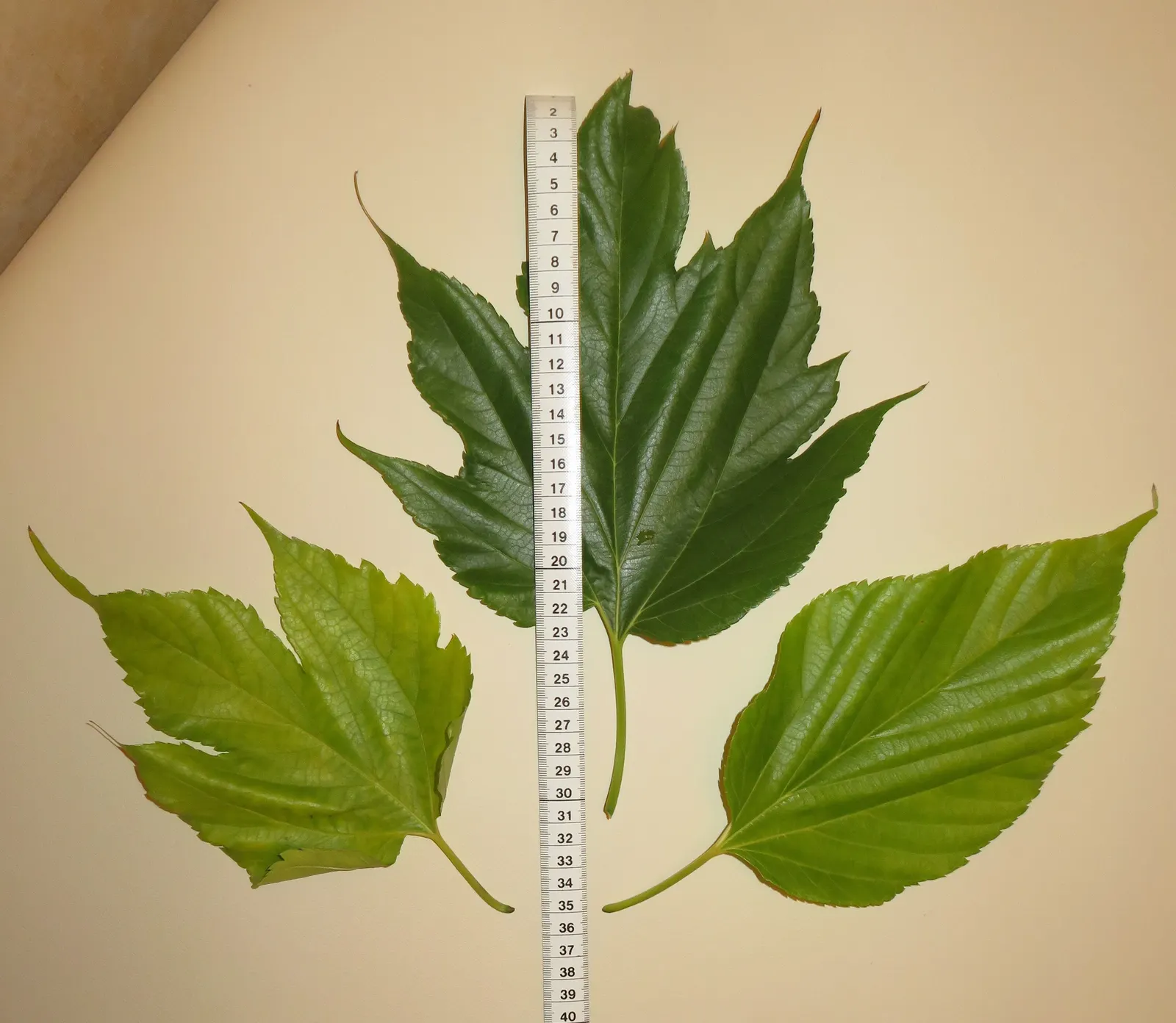 Mulberry (Morus Alba) — and serrated leaves that can grow up to 6 inches long