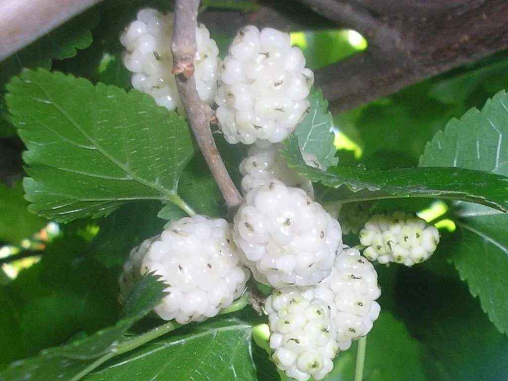 Mulberry (Morus Alba) — The Mulberry tree, Morus alba, valued for its lush foliage and sweet fruit, thrives in zones 4-8