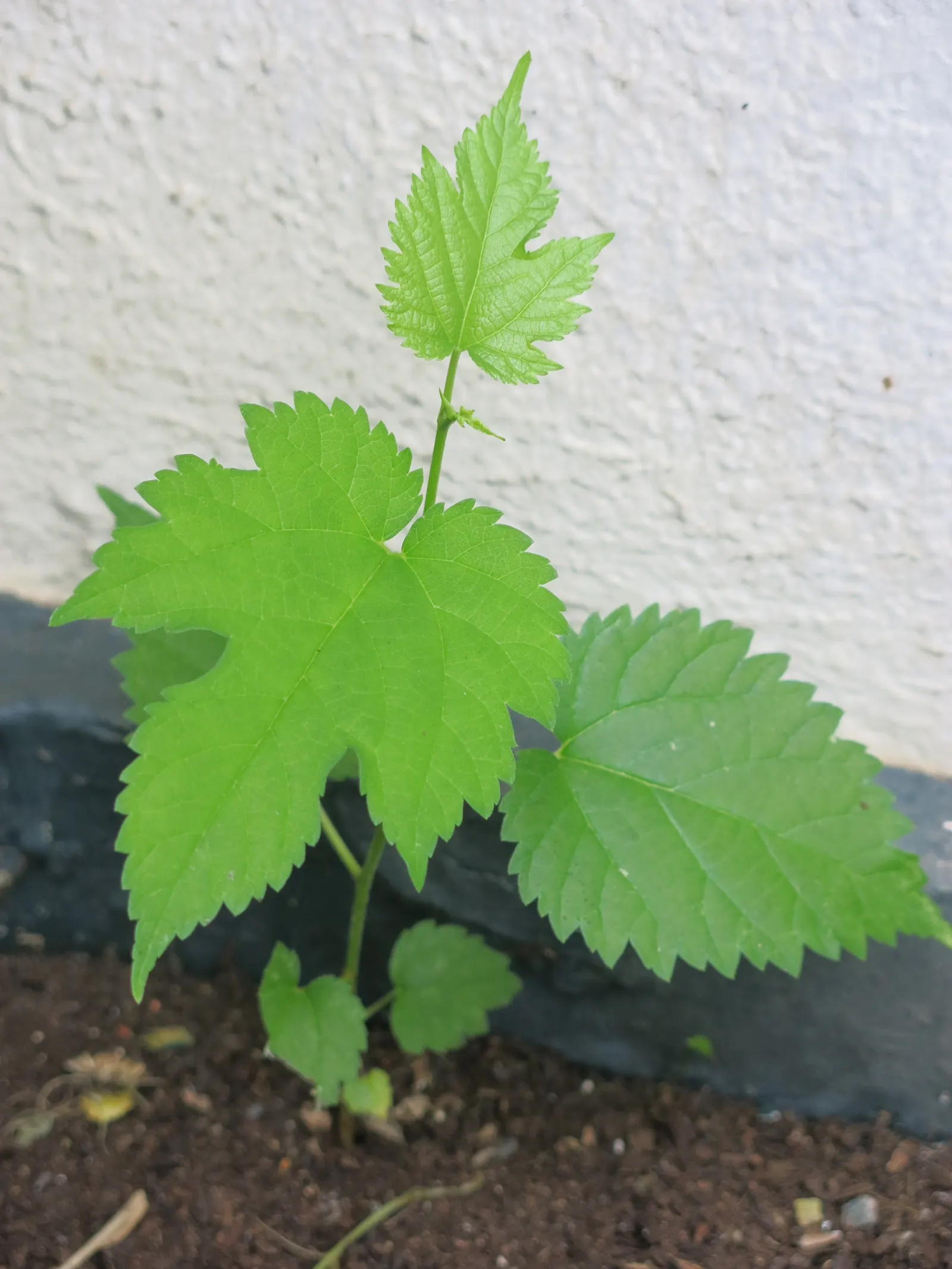 Mulberry (Morus Alba) — A deciduous species reaching up to 30-50 feet tall and spreading 30-40 feet wide; offering dense shade during the warmer, image 102