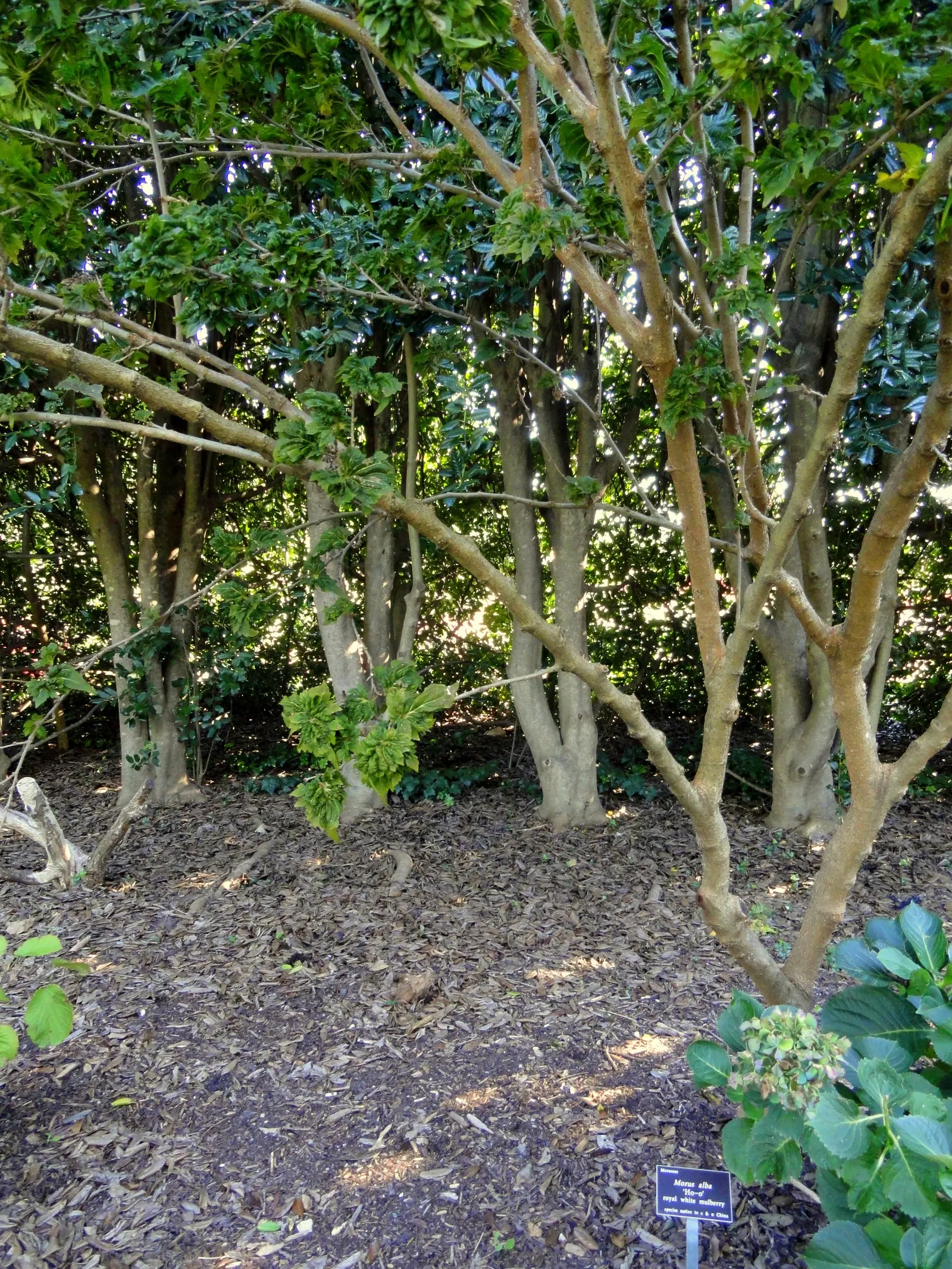 Mulberry (Morus Alba) — requiring minimal pruning once established and is tolerant of drought and poor soil conditions; it offers both shade and, image 119