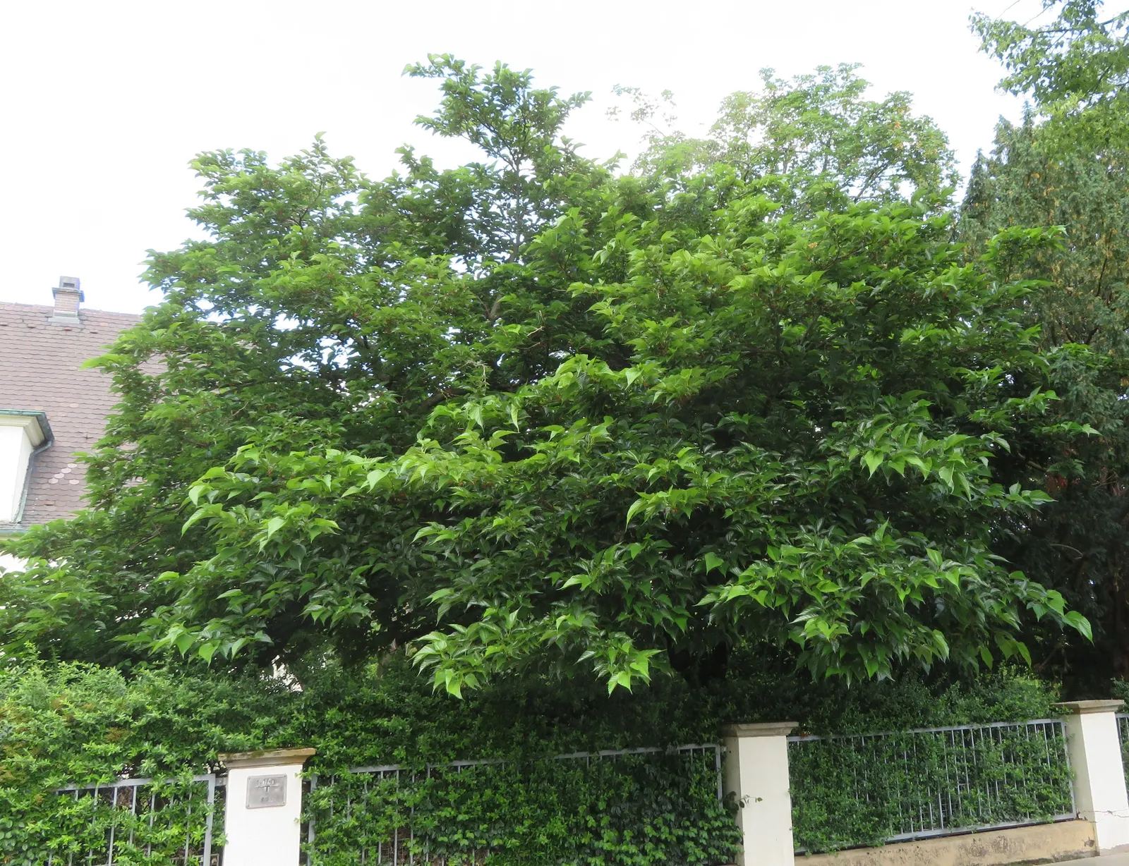 Mulberry (Morus Alba) — offers a blend of aesthetic appeal and practical use in the landscape; this robust tree prefers full sun to partial shade, image 83