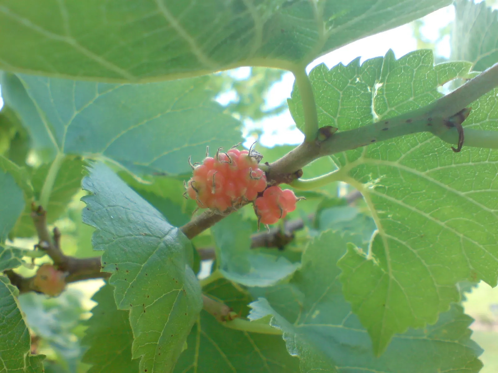 Mulberry (Morus Alba) — requiring minimal pruning once established and is tolerant of drought and poor soil conditions; it offers both shade and, image 94