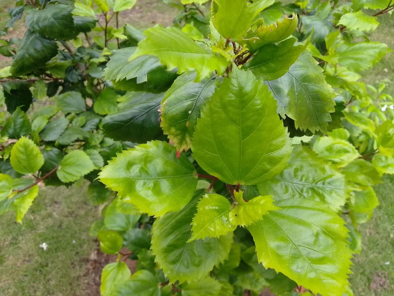Mulberry (Morus Alba) — this deciduous tree can become a prominent feature in your garden; and serrated leaves that can grow up to 6 inches long, image 109