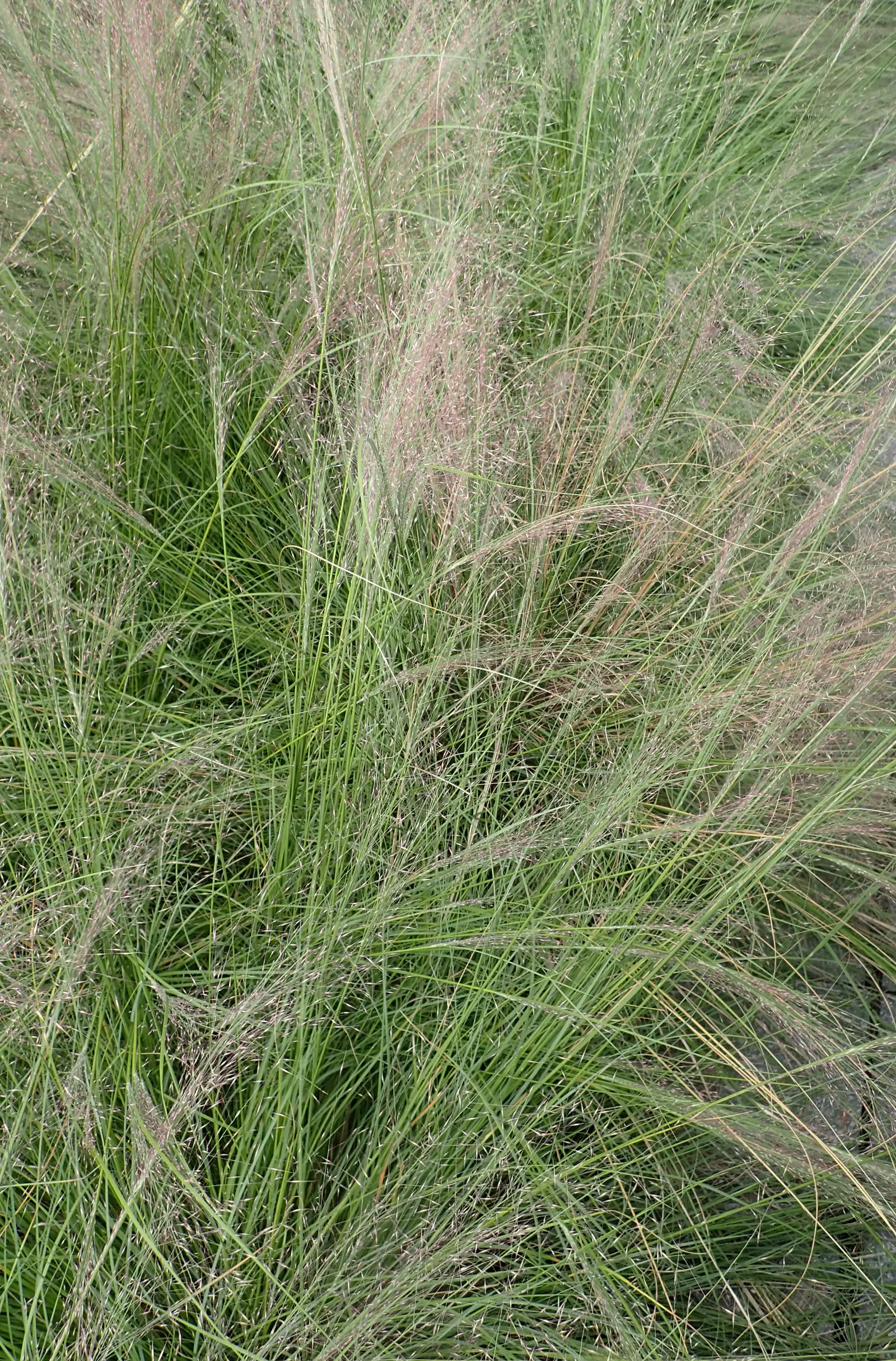 Rose Muhly (Muhlenbergia Reverchonii) — Esteemed for its feathery pink to rose-red inflorescences that bloom in late summer to fall