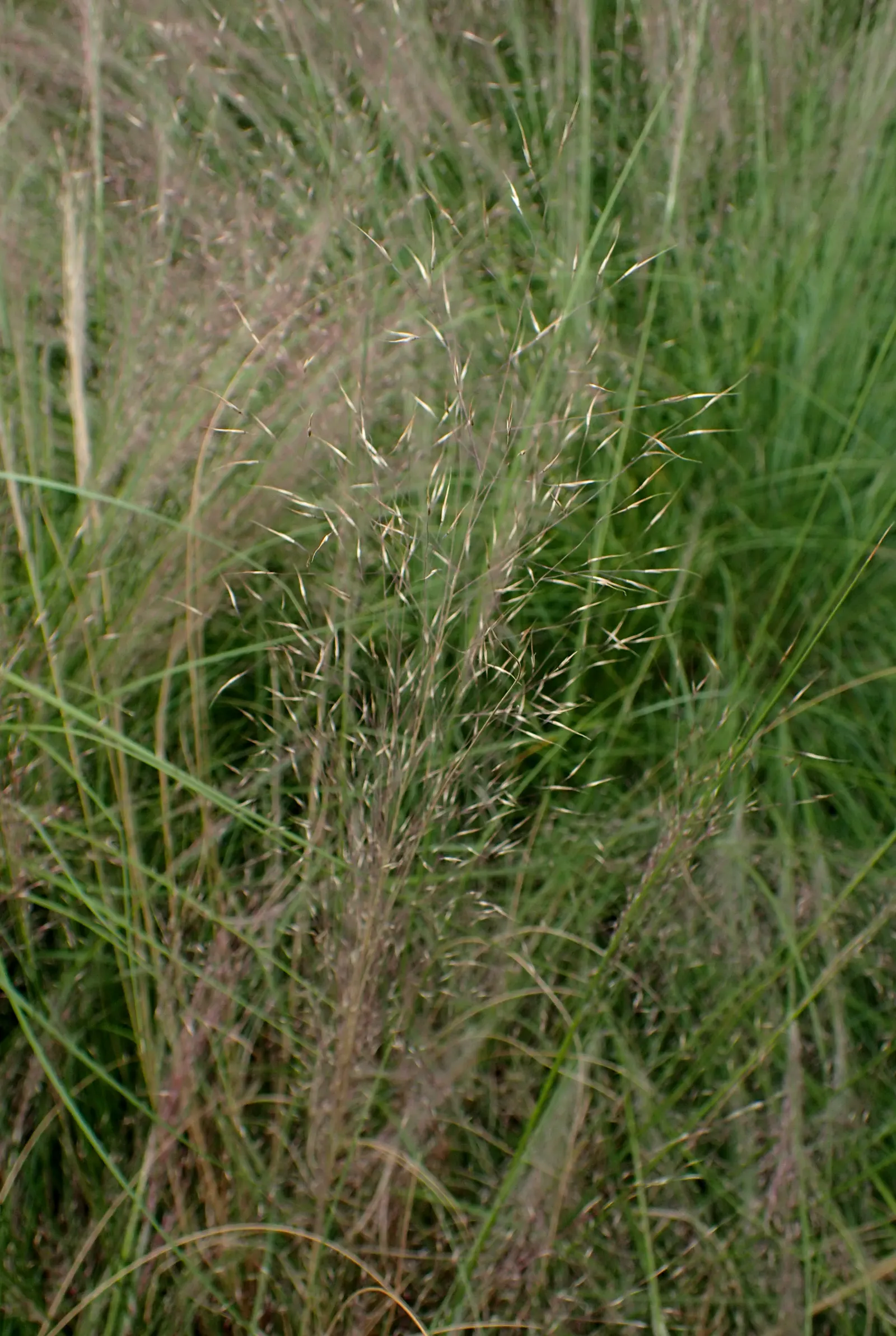 Rose Muhly (Muhlenbergia Reverchonii) — Rose Muhly, Muhlenbergia reverchonii, is a perennial grass standing 2-3 ft tall, with a 1.5-2 ft spread