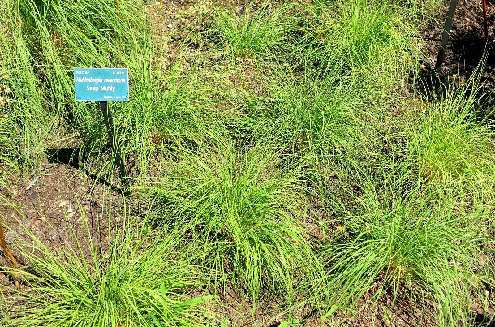 Rose Muhly (Muhlenbergia Reverchonii) — Thrives in USDA zones 5-9, full sun to partial shade, and requires well-drained soils