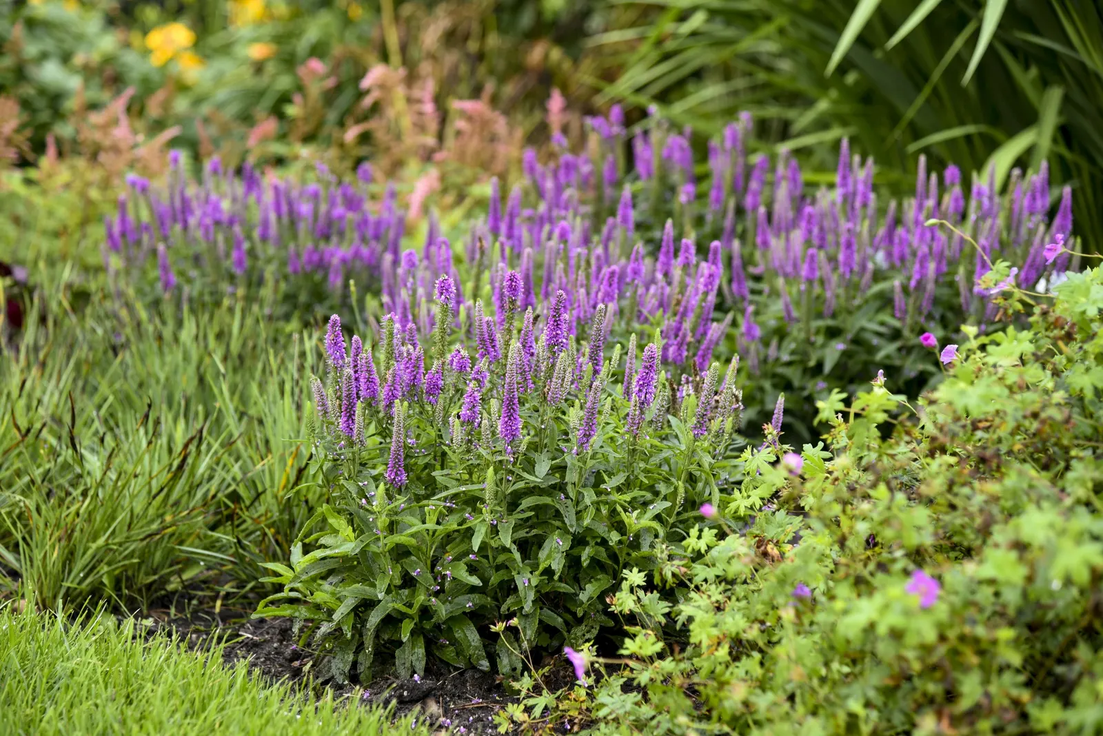 'Purple Illusion' Spike Speedwell (Veronica hybrid) — This Proven Winners® perennial forms a tidy clump 16-18 inches tall and wide