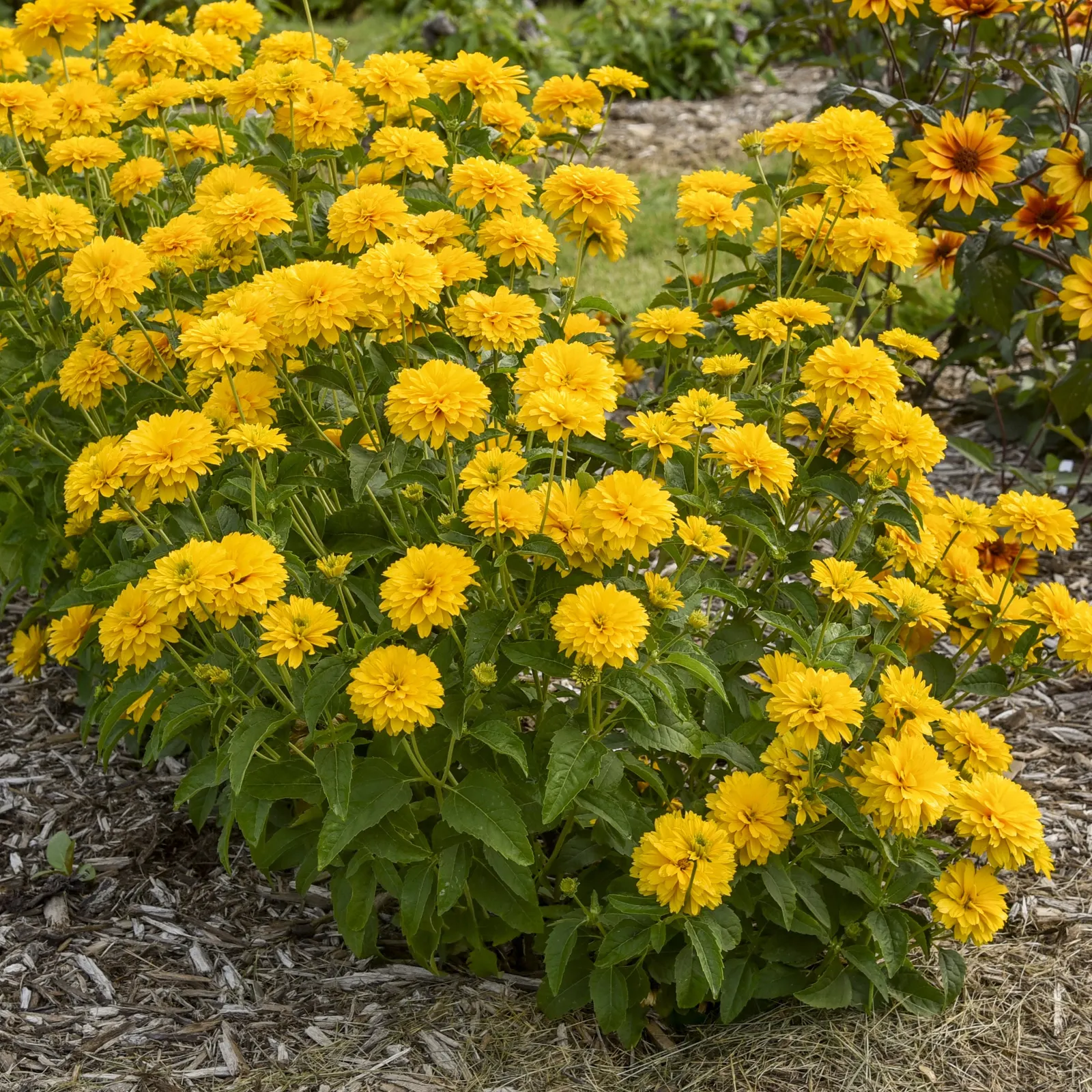 'Rays for Days' False Sunflower (Heliopsis helianthoides) — or Heliopsis helianthoides 'Rays for Days'