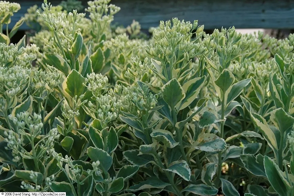 Frosty Mom Stonecrop (Sedum 'Frosty Morn') — offering late summer to fall pink blooms attractive to pollinators