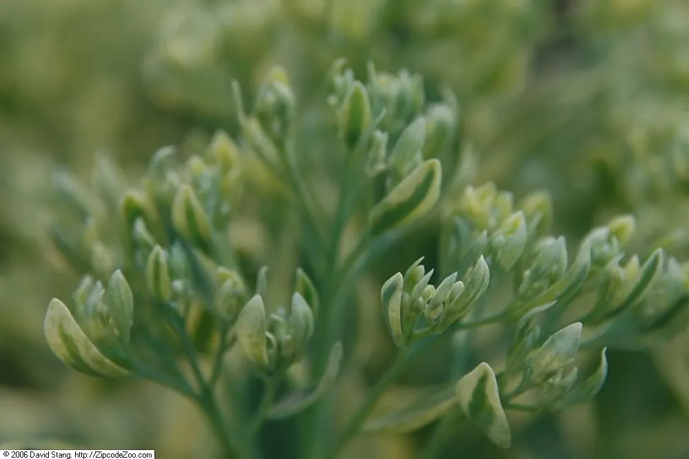 Frosty Mom Stonecrop (Sedum 'Frosty Morn') — Thriving in zones 3-9, it reaches 12-24 inches in height and spreads 18-24 inches