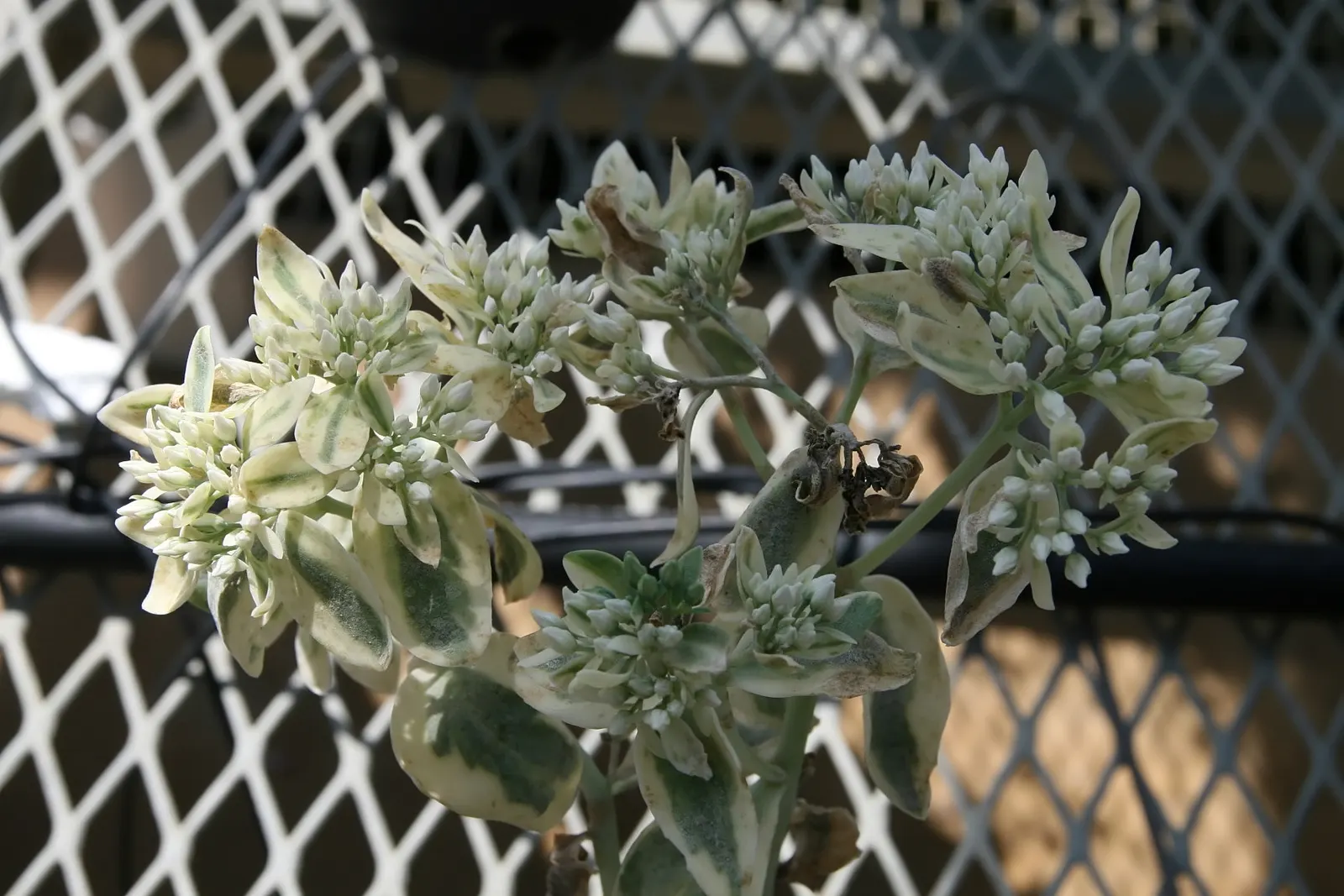 Frosty Mom Stonecrop (Sedum 'Frosty Morn') — Ideal for rock gardens and borders