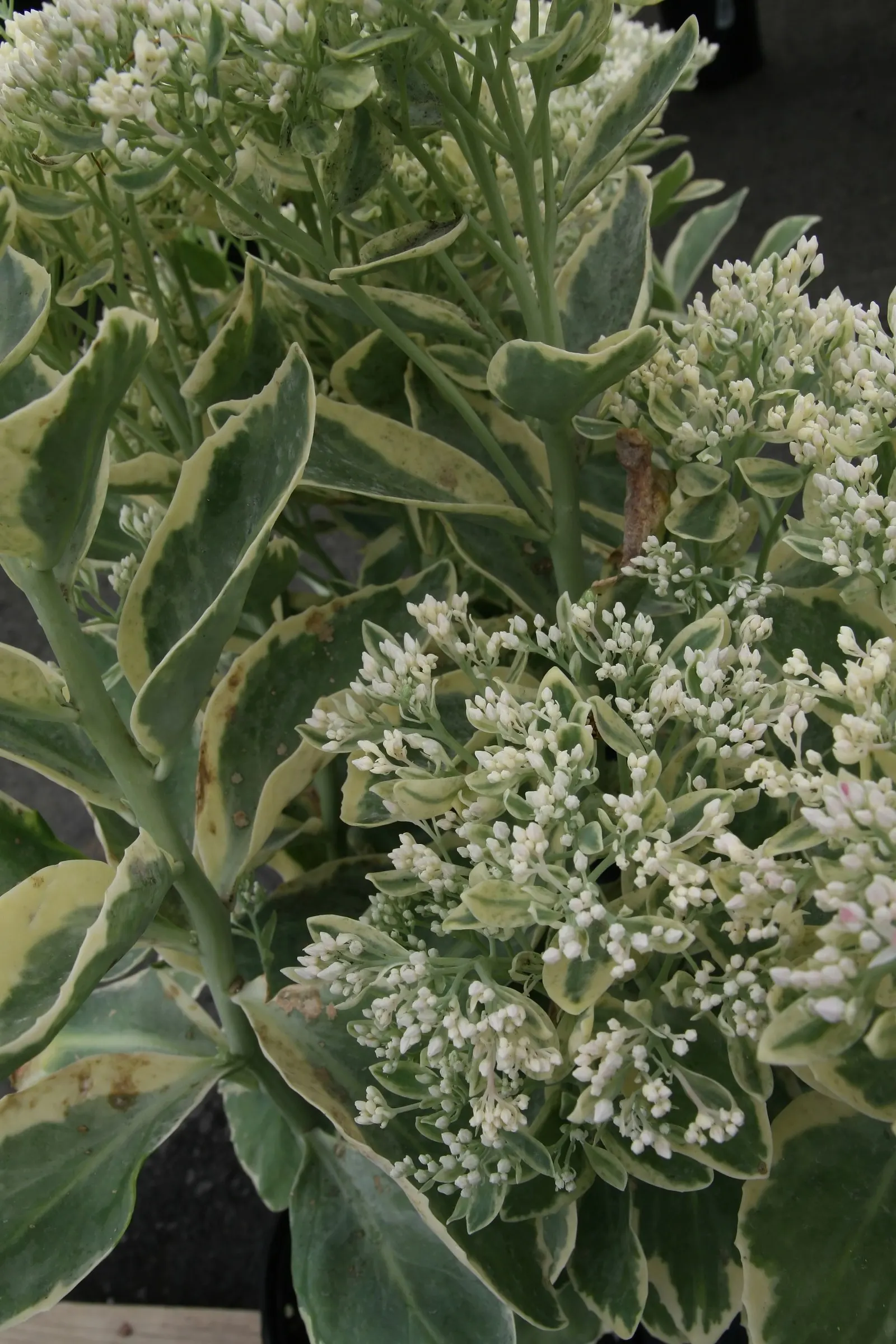 Frosty Mom Stonecrop (Sedum 'Frosty Morn') — is a striking perennial with succulent foliage edged in white