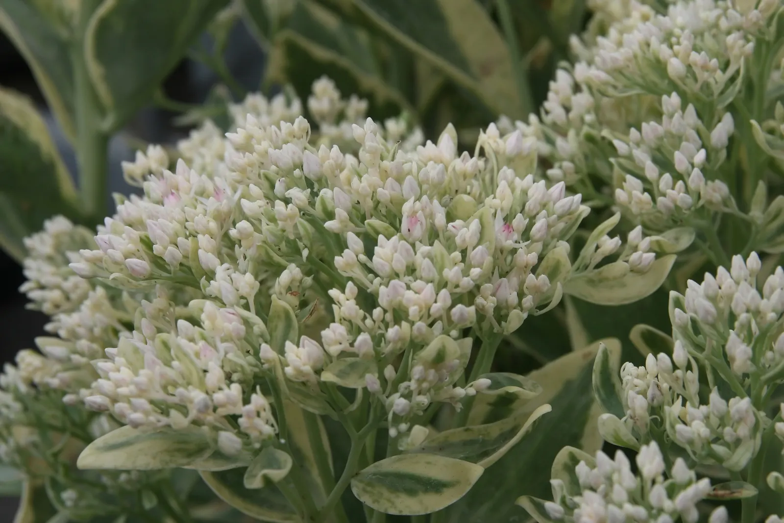 Frosty Mom Stonecrop (Sedum 'Frosty Morn') — This hardy plant requires full sun to partial shade and well-drained soil