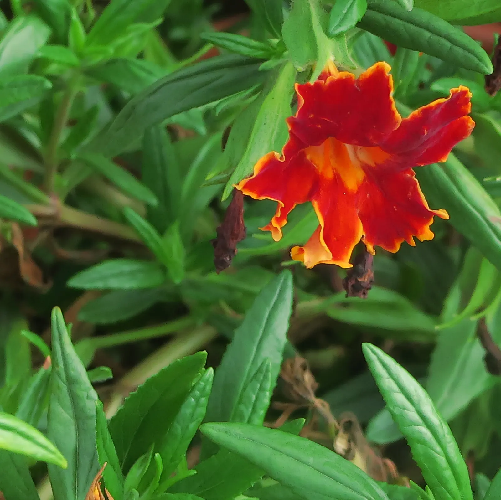 Fiesta Marigold Monkey Flower (Mimulus 'Fiesta Marigold') — Preferable in partial shade, it demands well-draining, moist soil