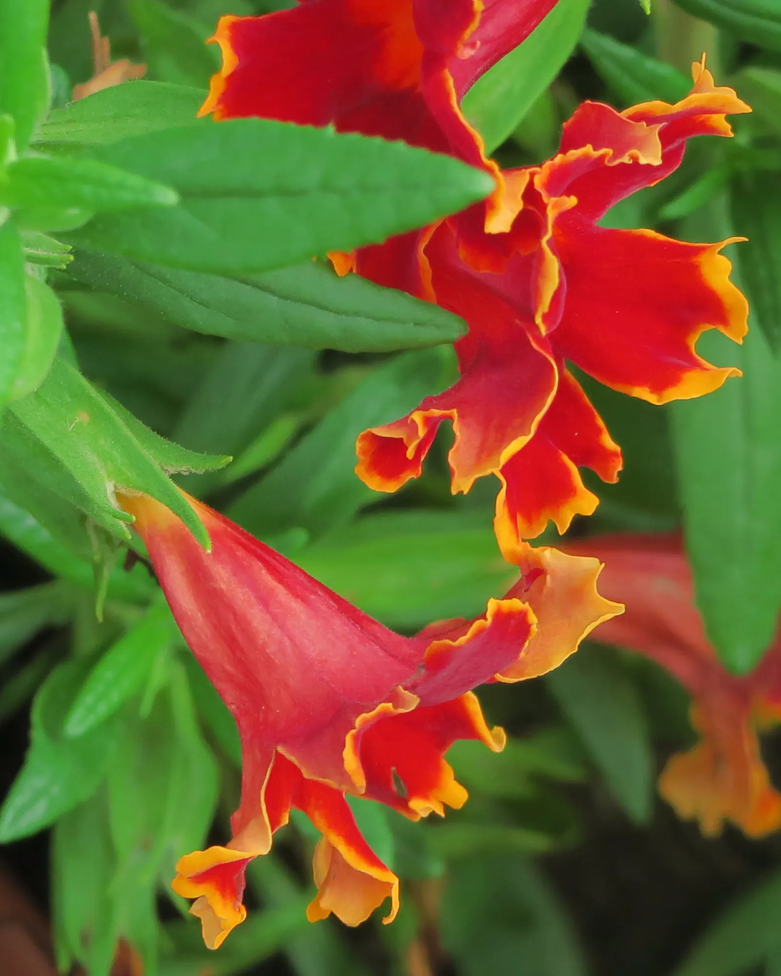 Fiesta Marigold Monkey Flower (Mimulus 'Fiesta Marigold') — Thriving in USDA zones 9-11, it reaches 12-24 inches high and spans 12-24 inches wide