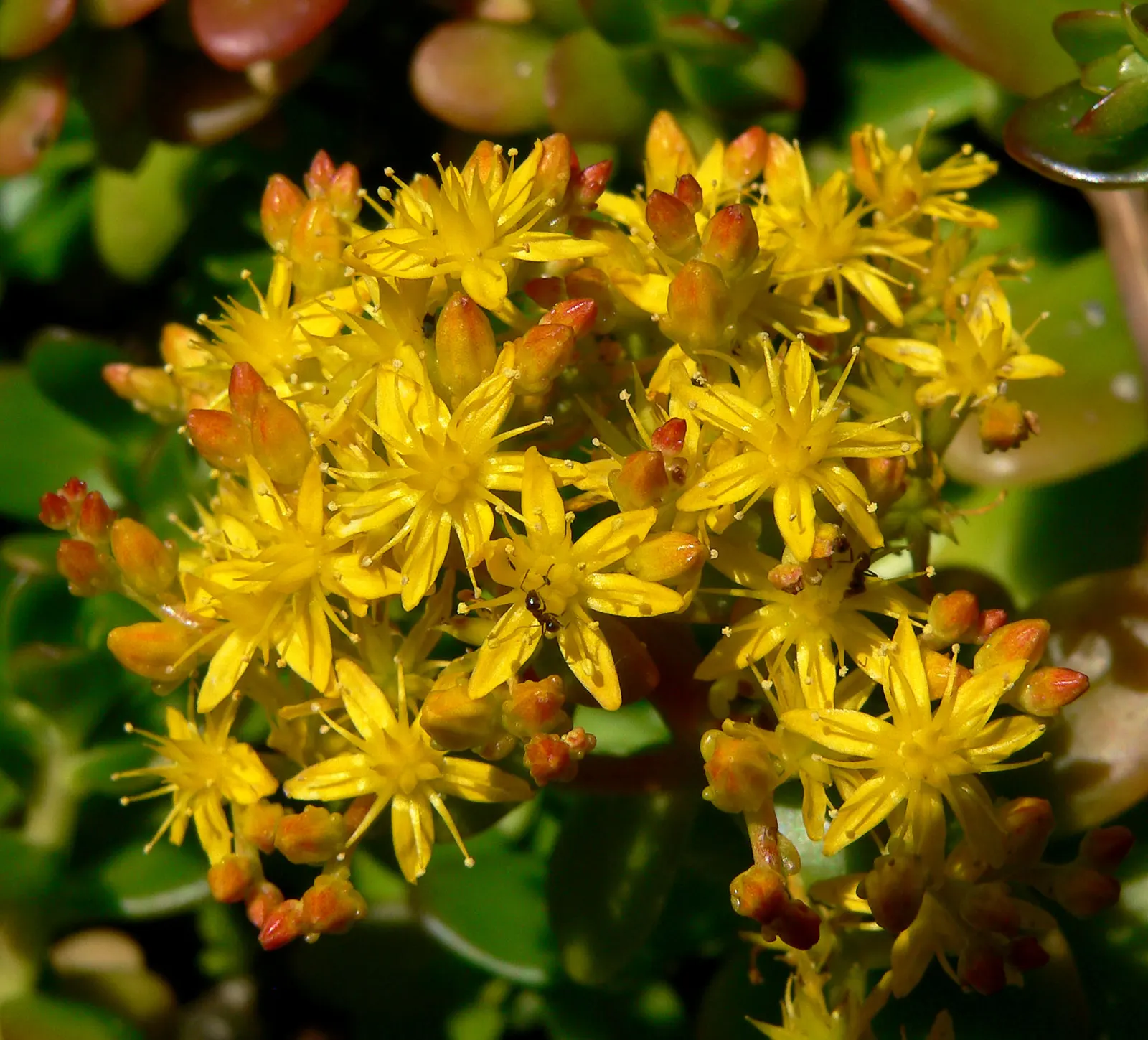 Stonecrop (Sedum Confusum) — Thriving in USDA zones 9-11, it reaches a modest height of 6-8 inches, with a spread of up to 24 inches