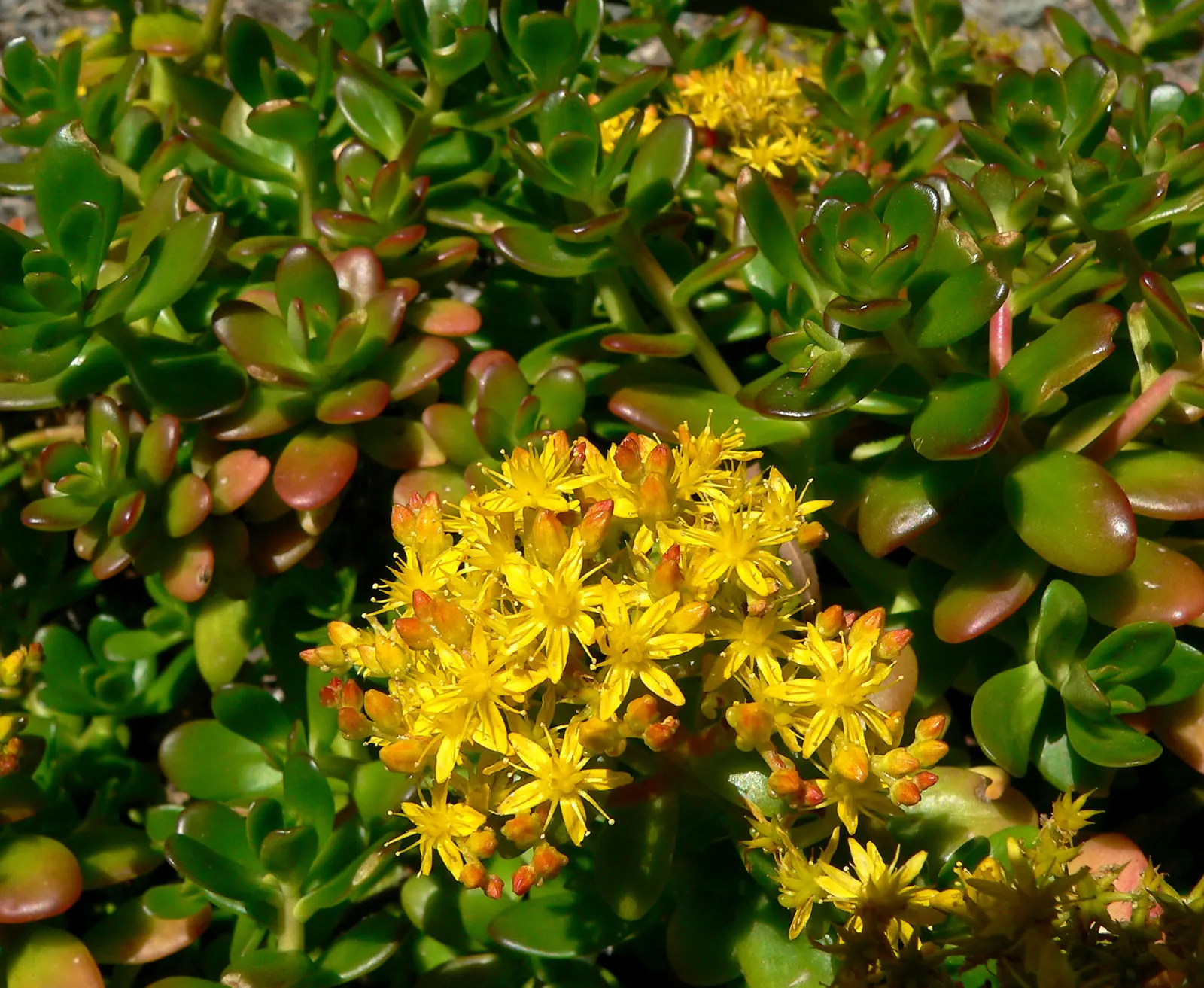 Stonecrop (Sedum Confusum) — evergreen succulent that serves as a superb groundcover