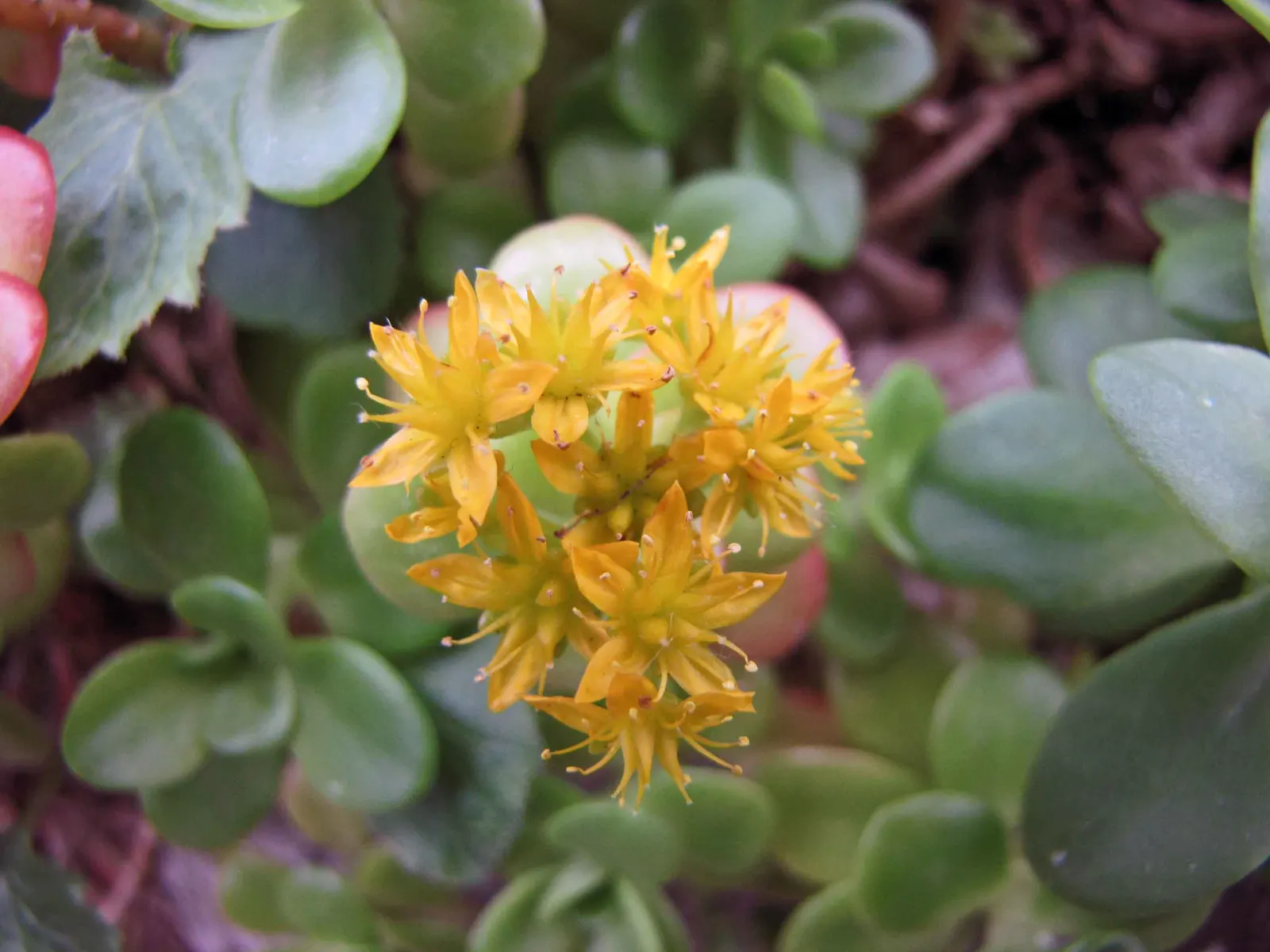 Stonecrop (Sedum Confusum) — Preferring full sun to partial shade