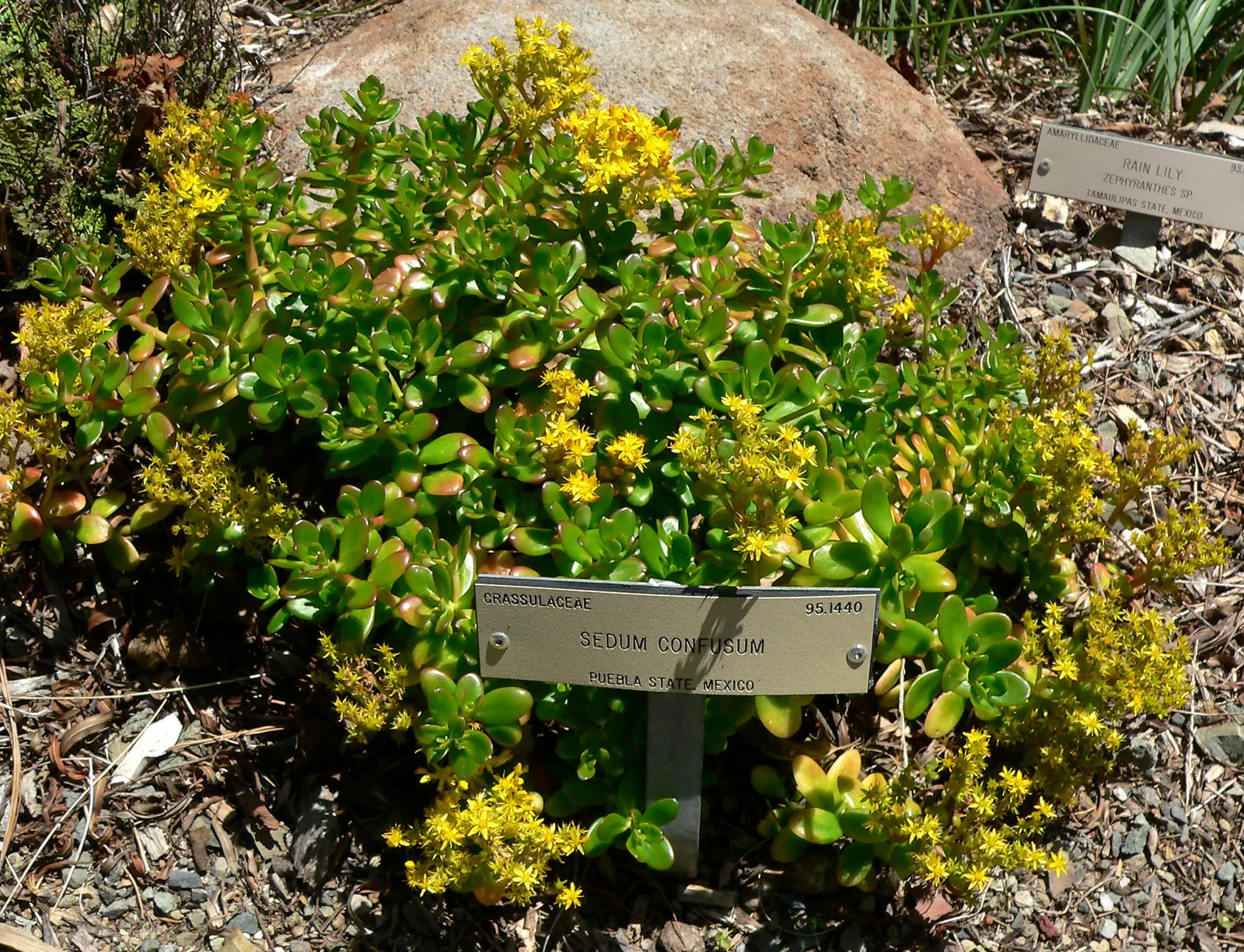 Stonecrop (Sedum Confusum) — stonecrop displays clusters of bright yellow flowers in summer