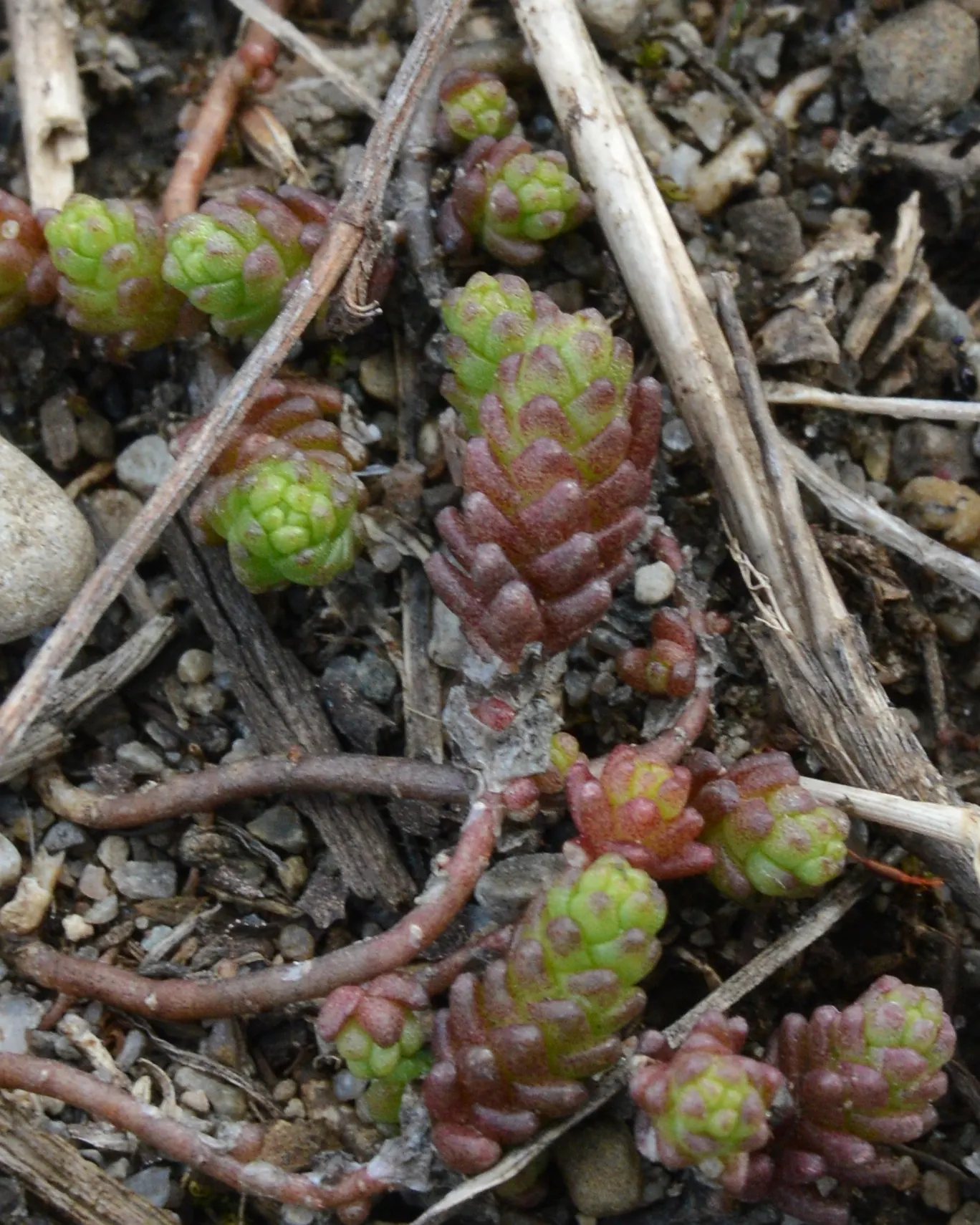 Stonecrop (Sedum Confusum) — It's perfect for rock gardens, borders, and ground cover with well-draining soil