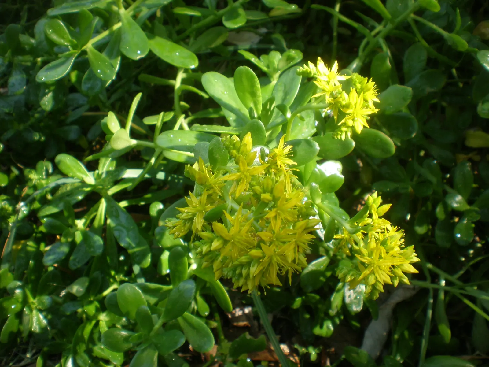 Stonecrop (Sedum Confusum) — This Mexican native thrives in USDA hardiness zones 8 to 10