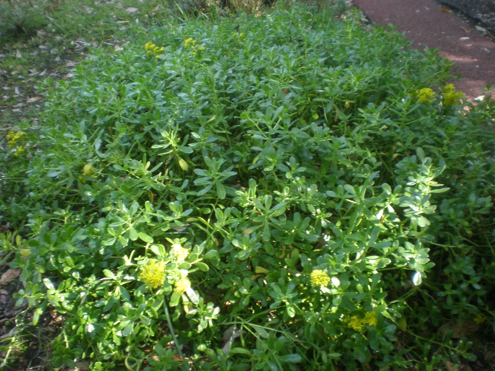 Stonecrop (Sedum Confusum) — presenting a lush tapestry of verdant foliage ideal for adding texture and color to your landscape