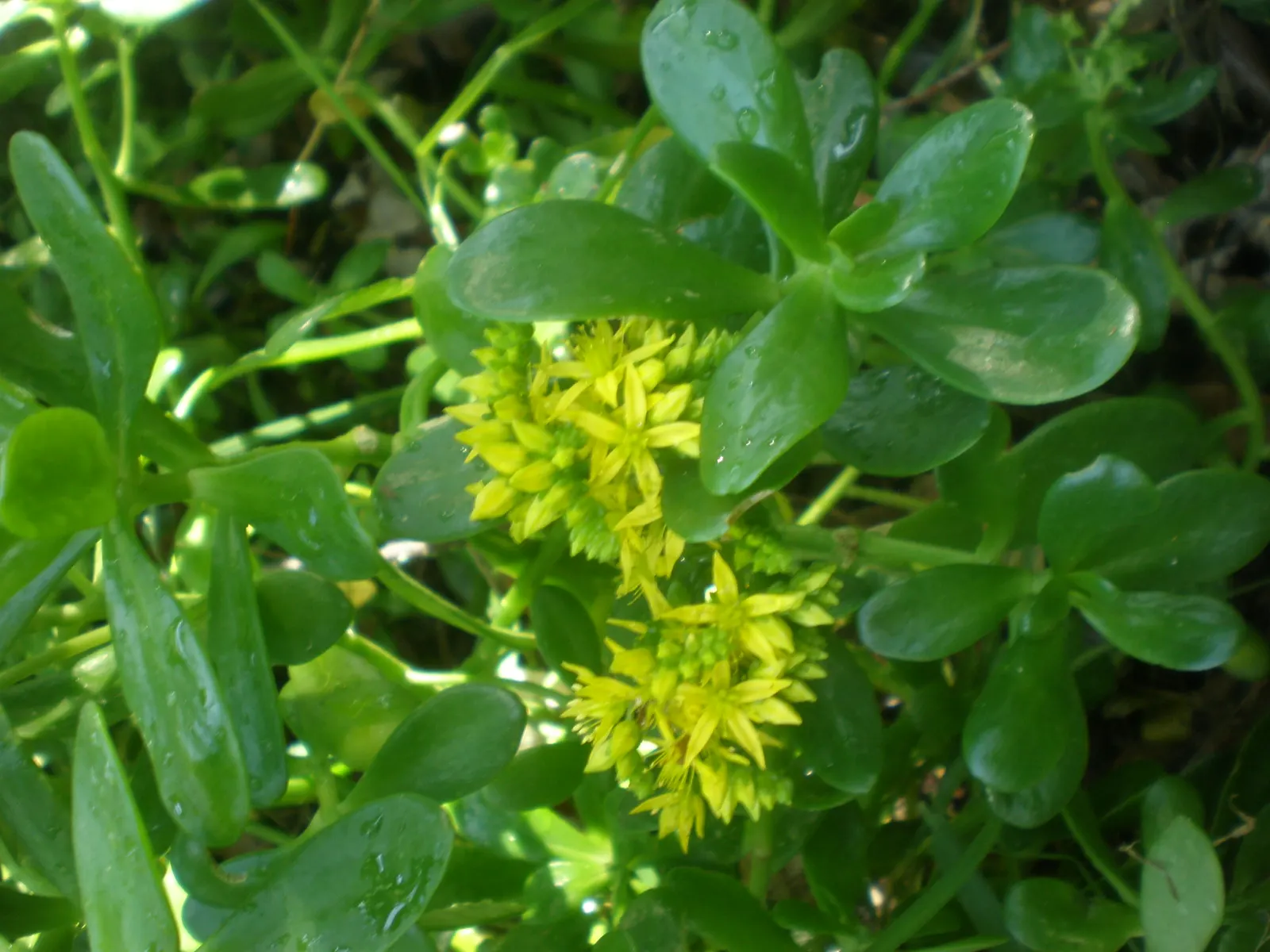 Stonecrop (Sedum Confusum) — Stonecrop (Sedum confusum) is a robust
